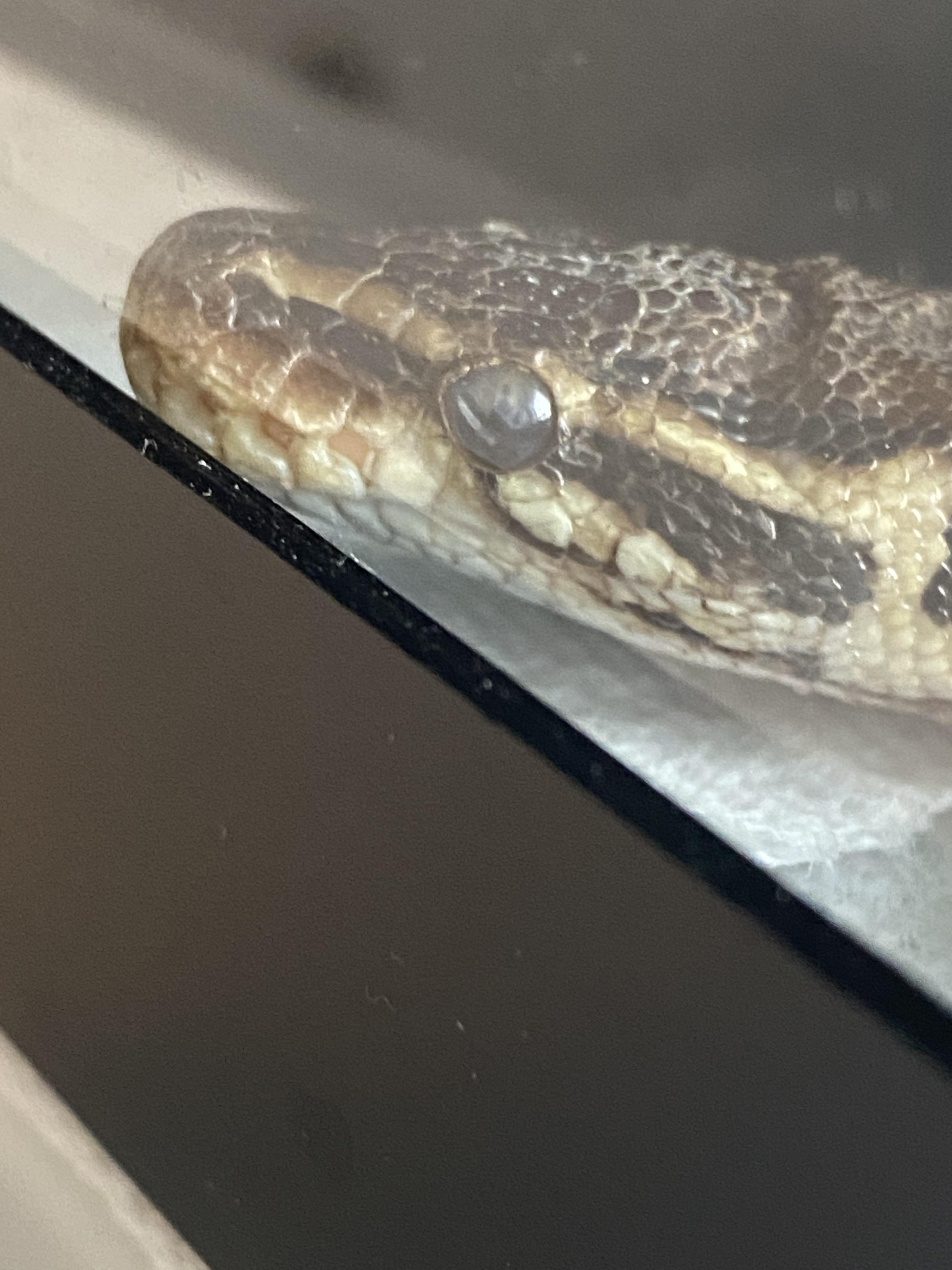Damaged eye?? Woke up and saw this dent in her eye cap r/snakes