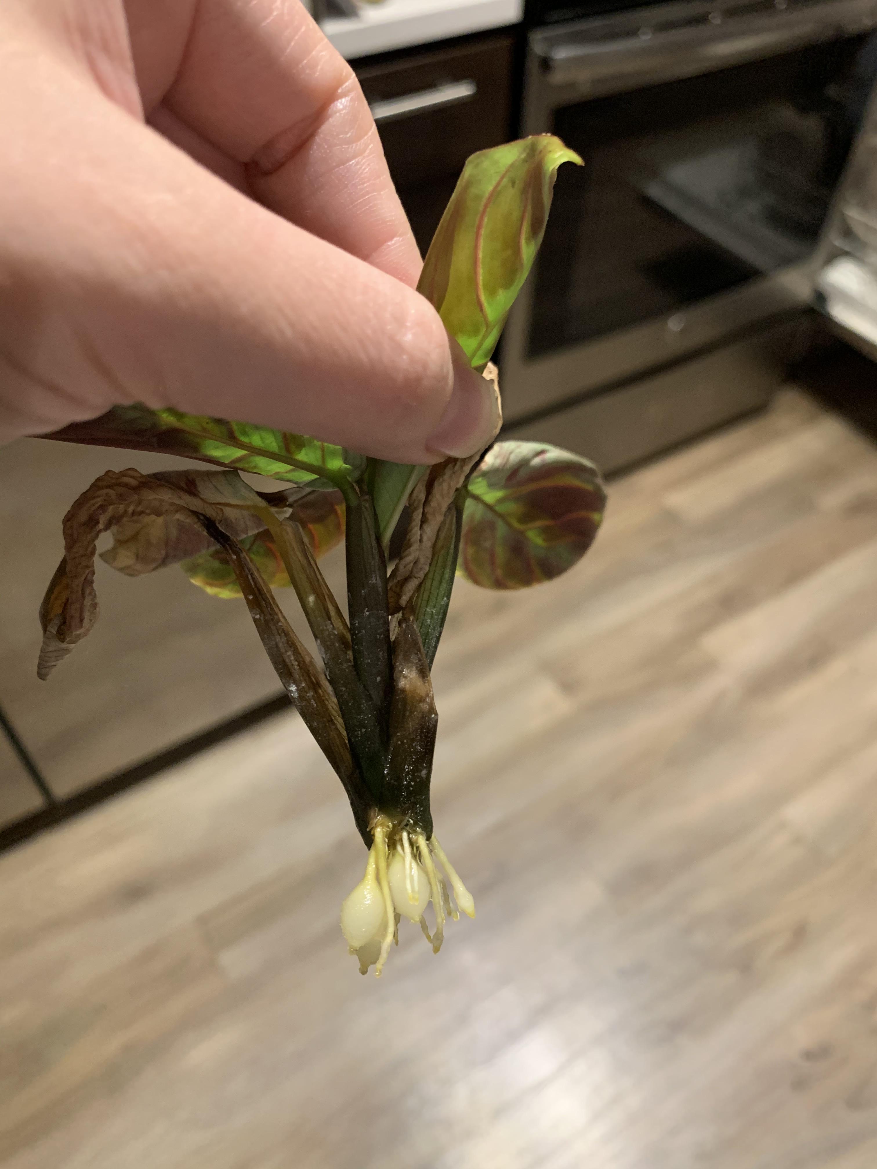 We are trying to propagate our prayer plant but the roots that grew