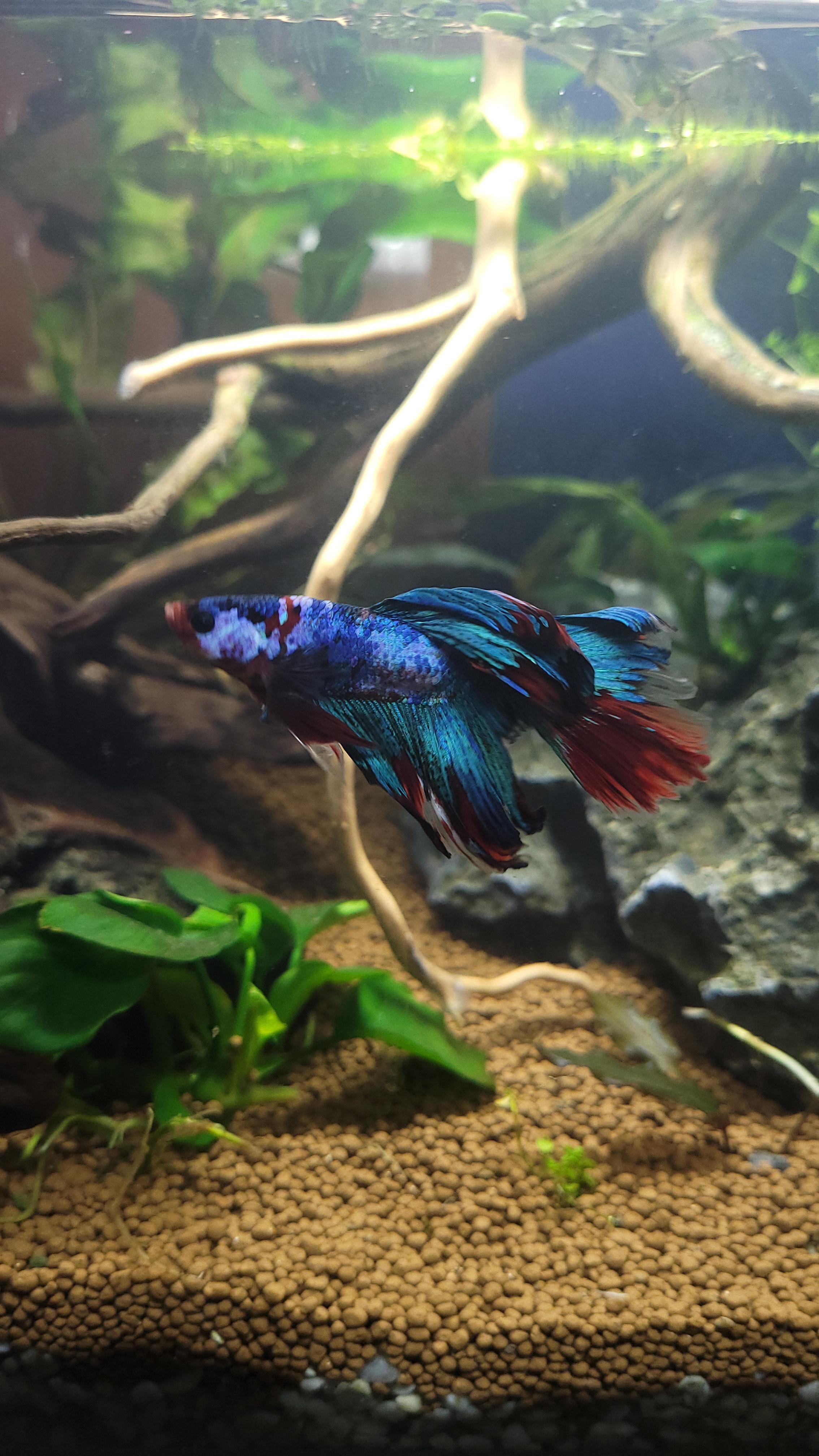 do his fins grow back? r/Fish