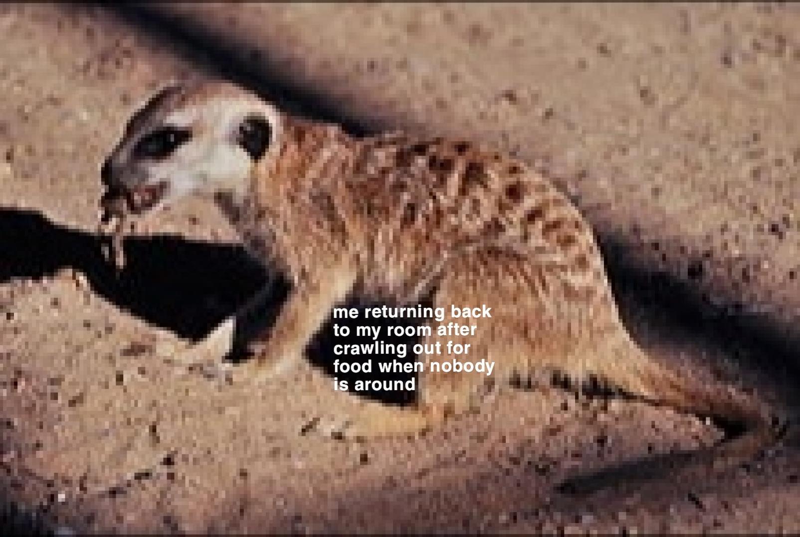 low res meerkat OC r/memes
