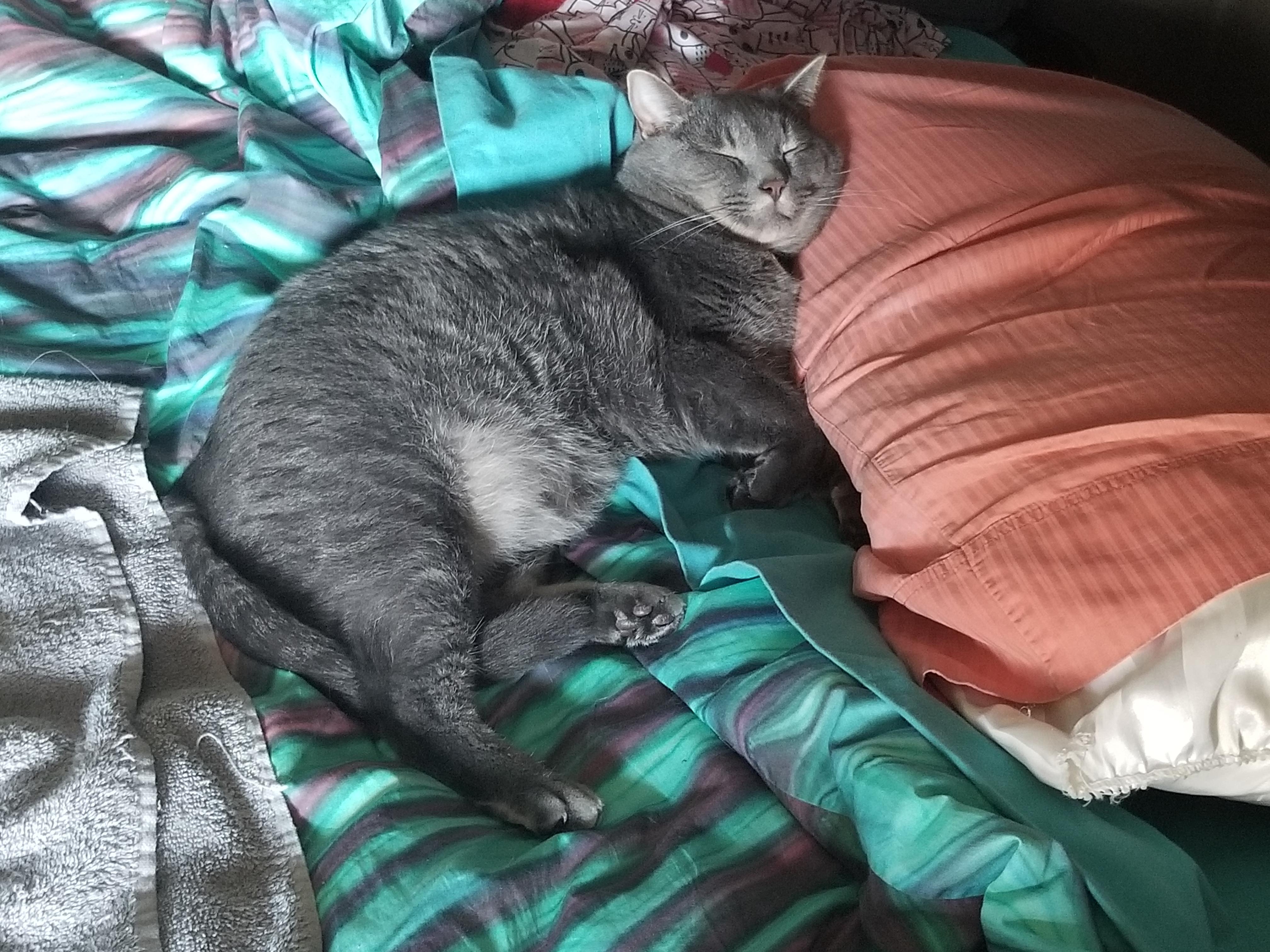 It's cruel to have a pet on the truck I mean, look how miserable he is