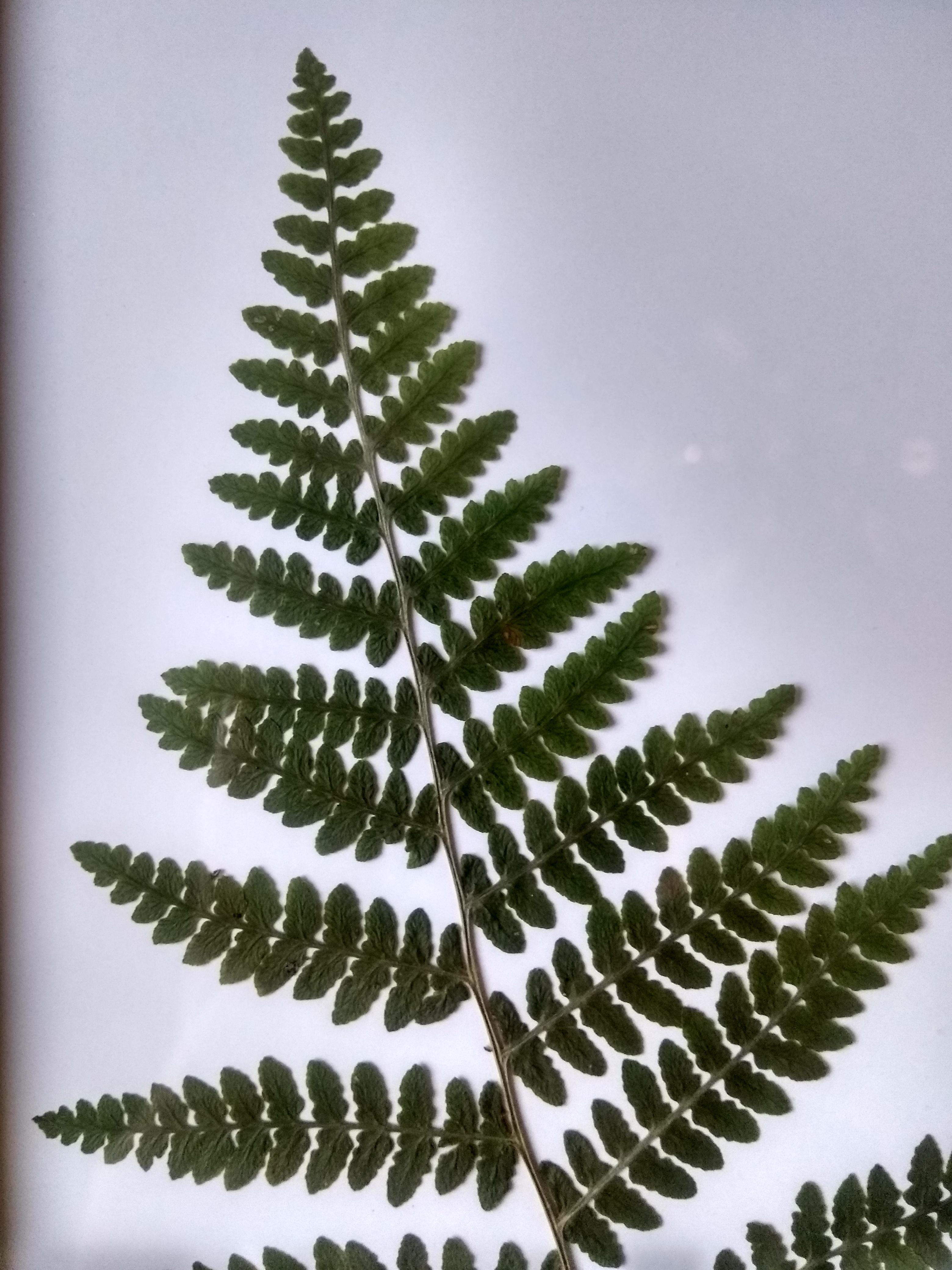 Help! It’s a birds nest fern that I rescued, but is dying. The leaves