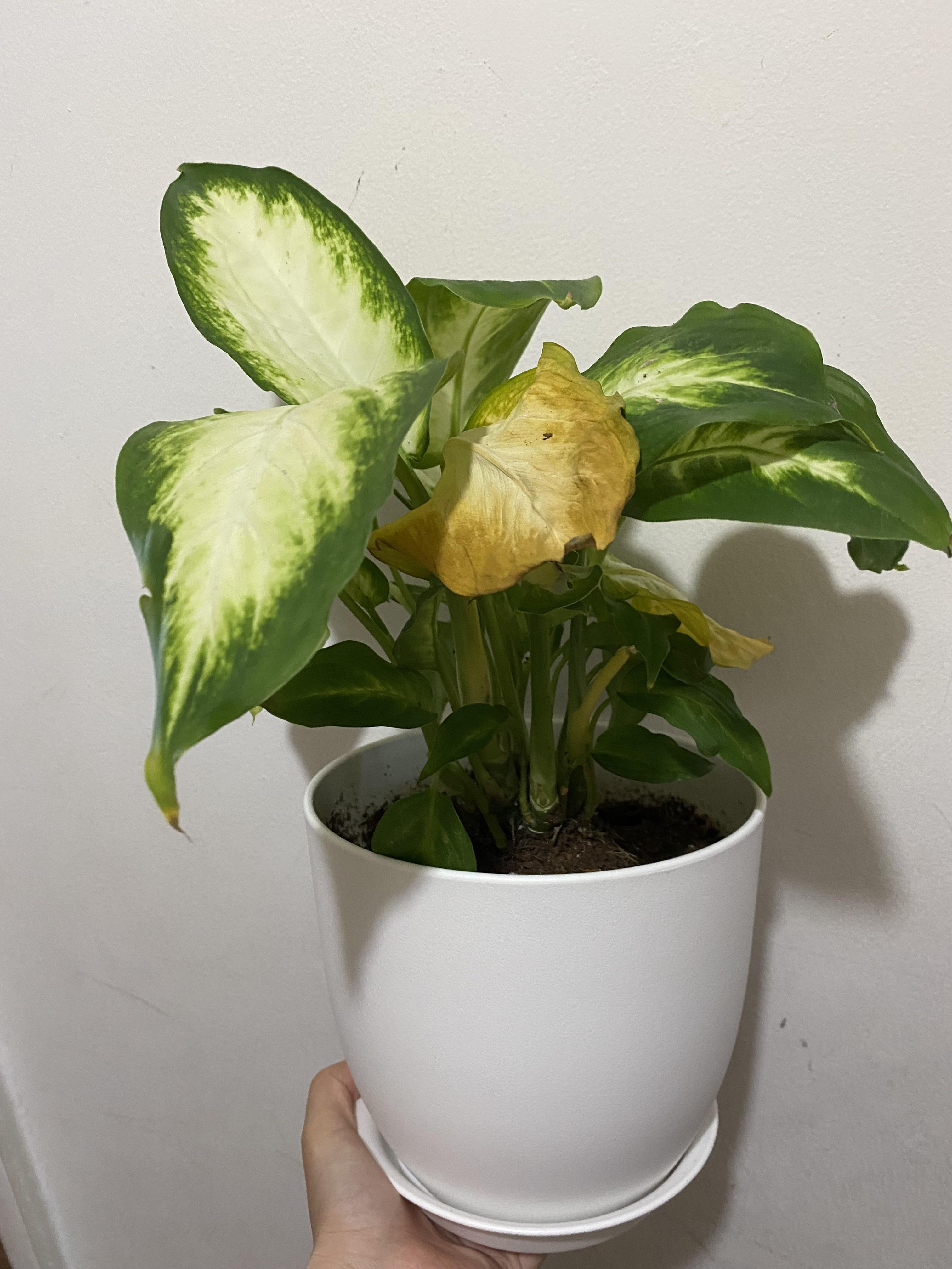 My dieffenbachia is dying and idk why r/plantclinic