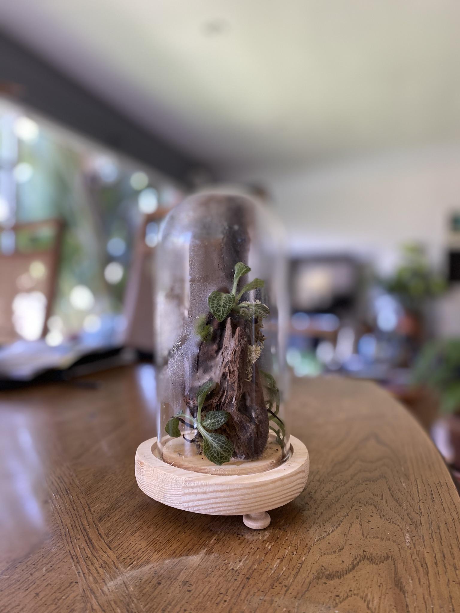 Orchid Terrarium Diy