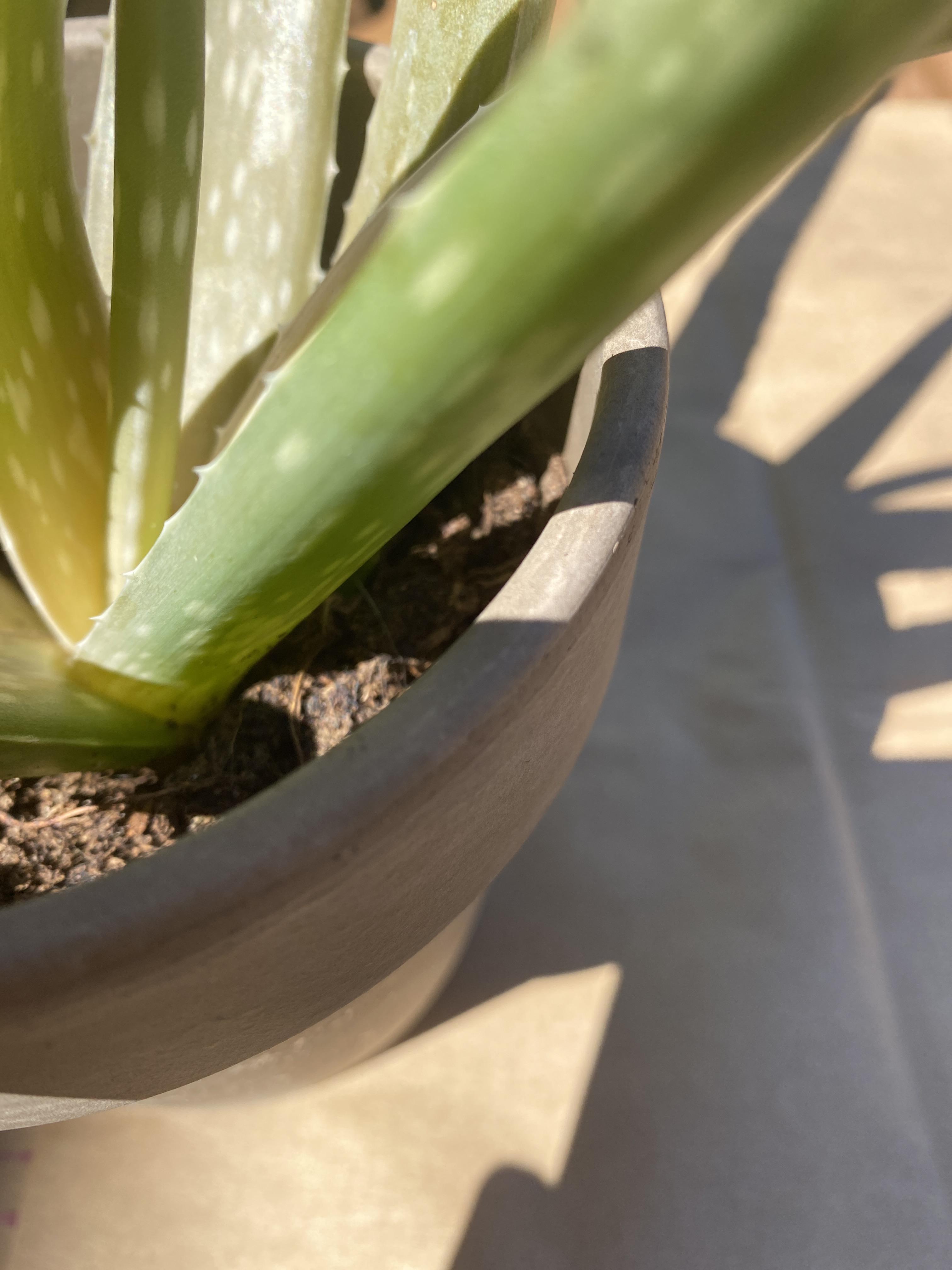 Help my potting soil has fungus gnats! r/plantclinic