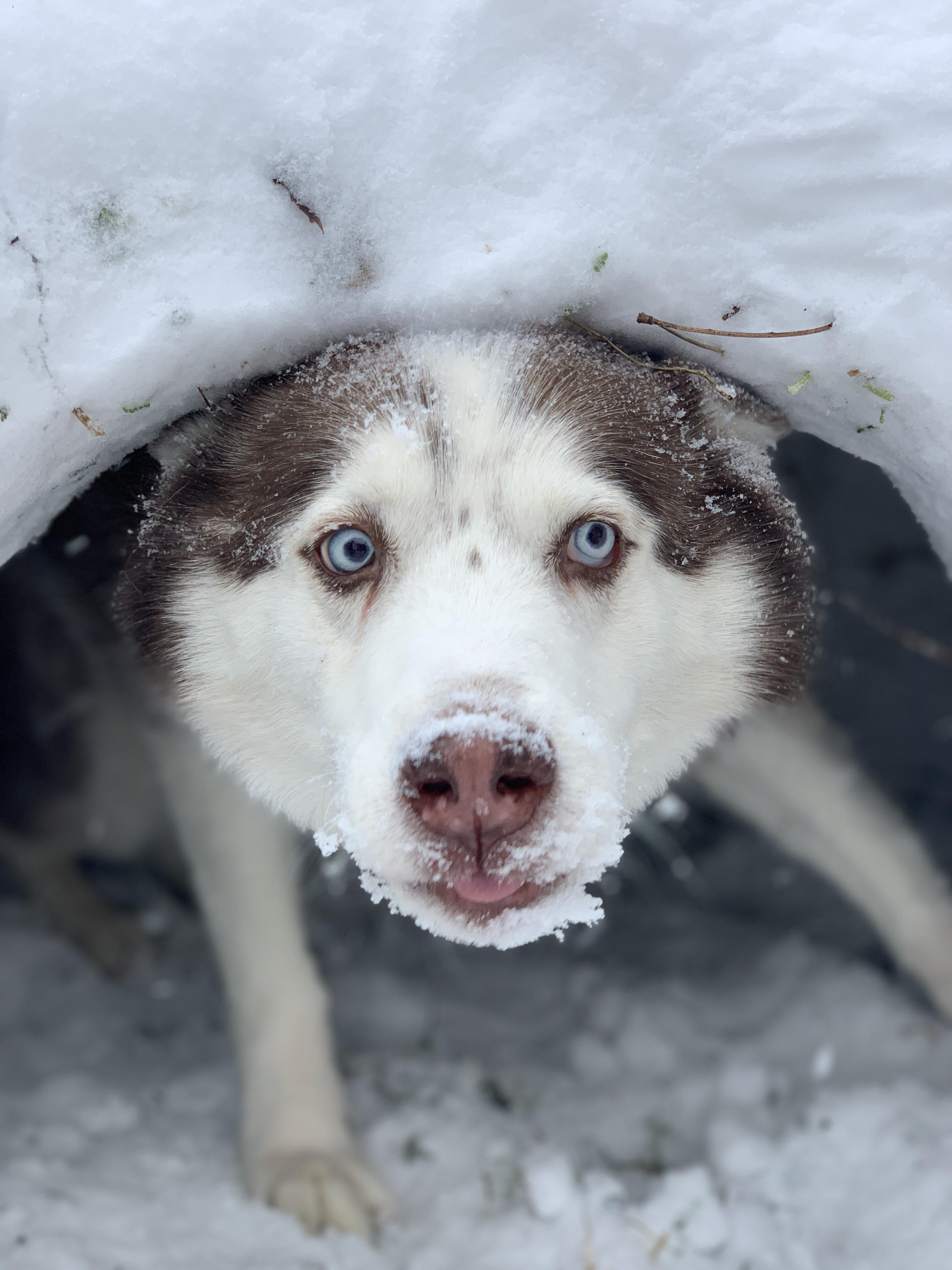 We built an igloo, it's husky approved r/husky