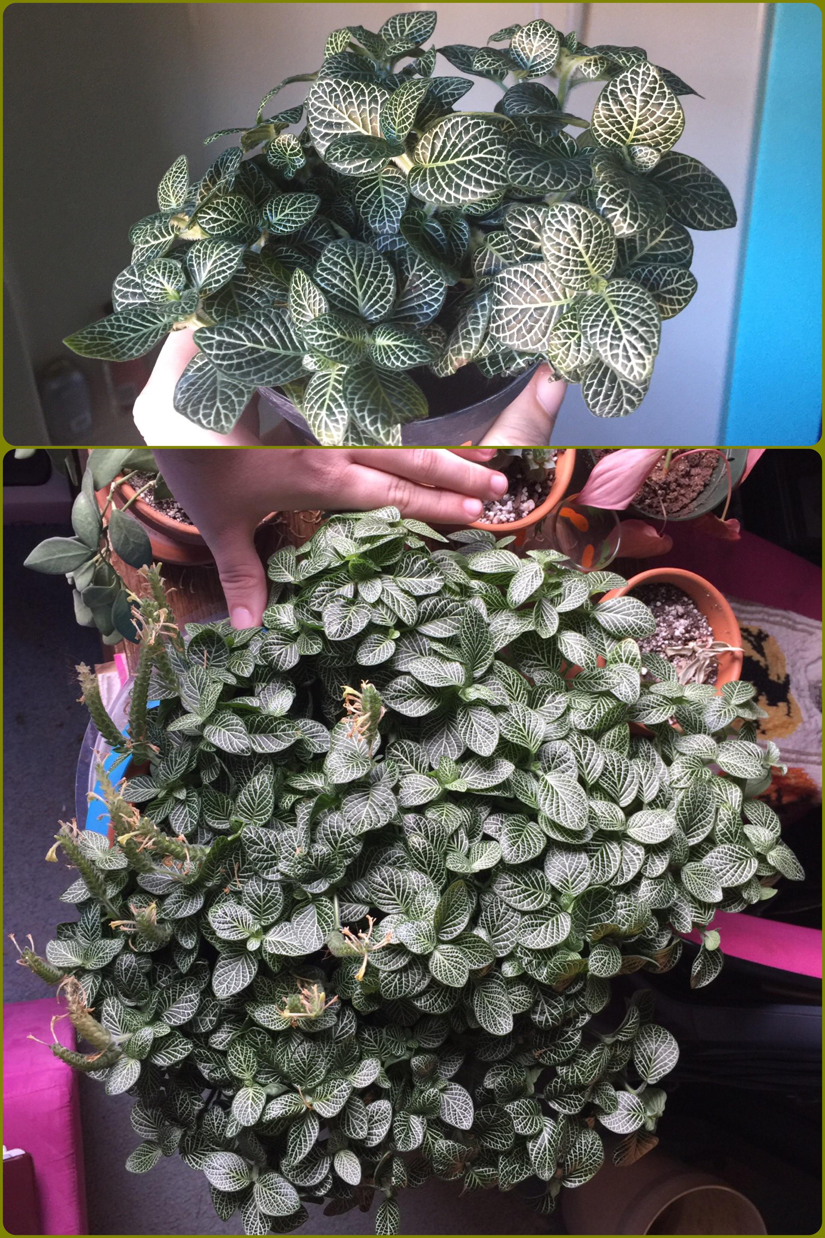 My first nonsucculent plant, exactly 1 year of growth