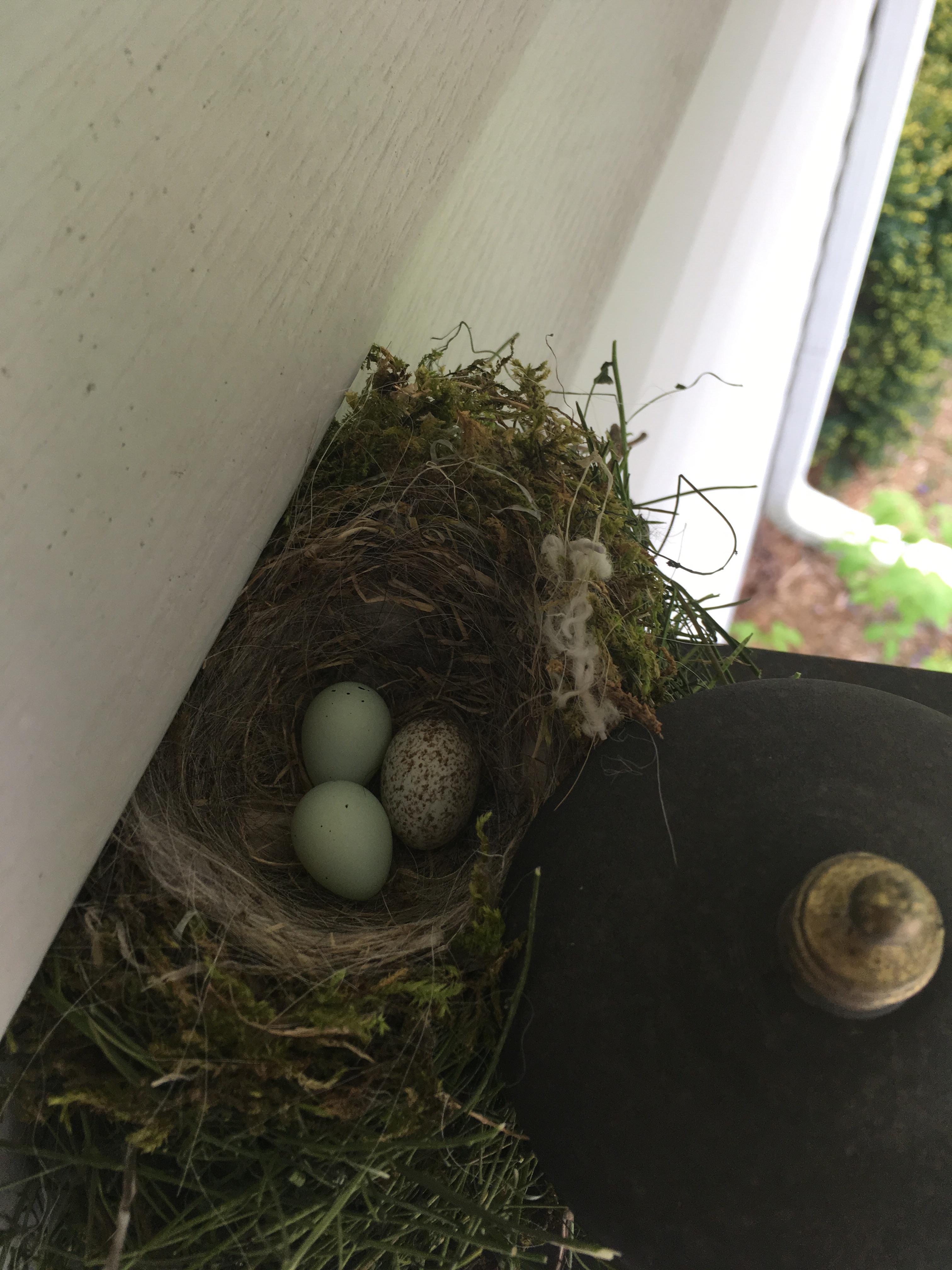 House finches built a nest outside my front door, and (I think) a