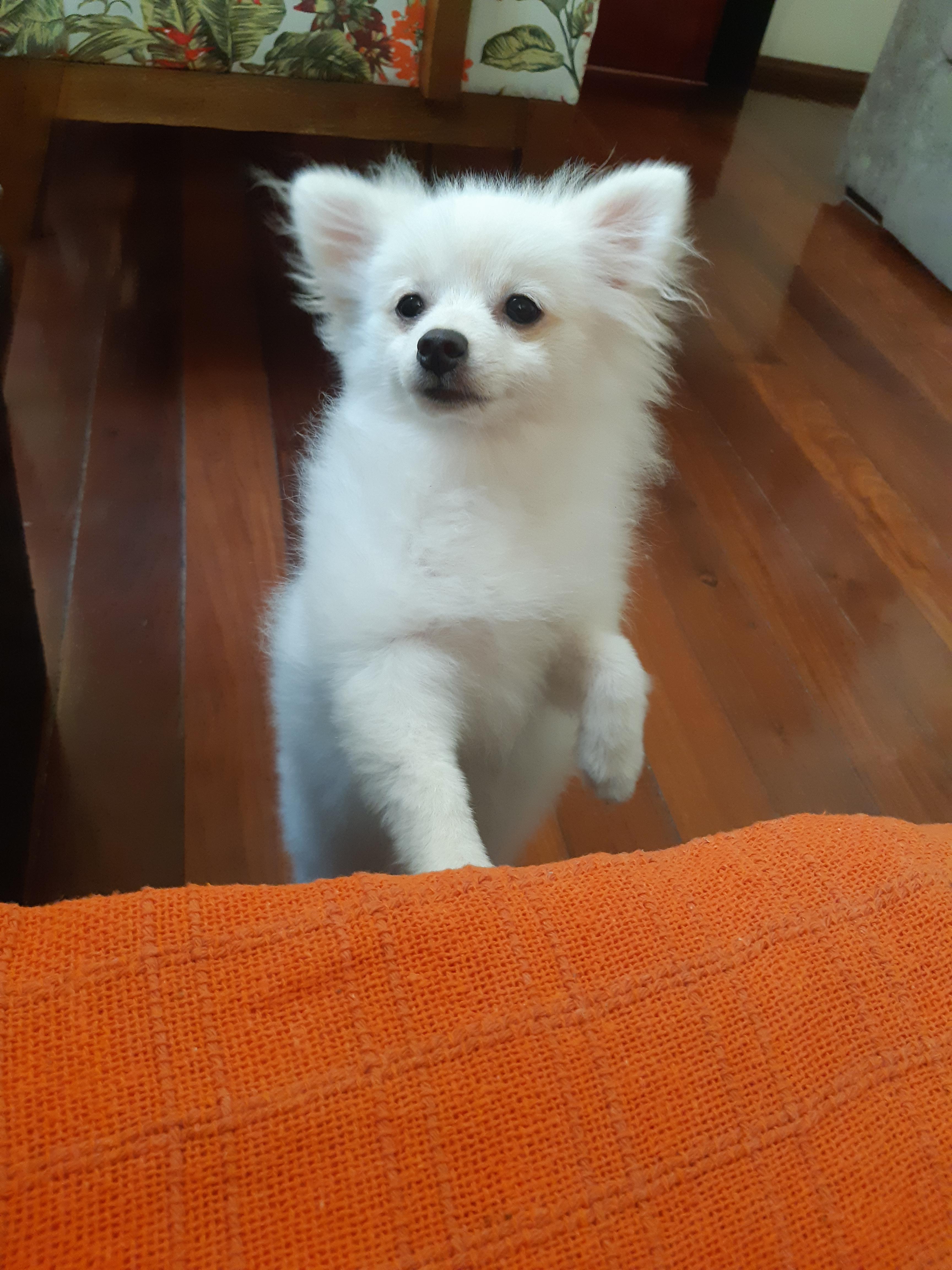 Is my pom going through her puppy uglies? Pomeranians