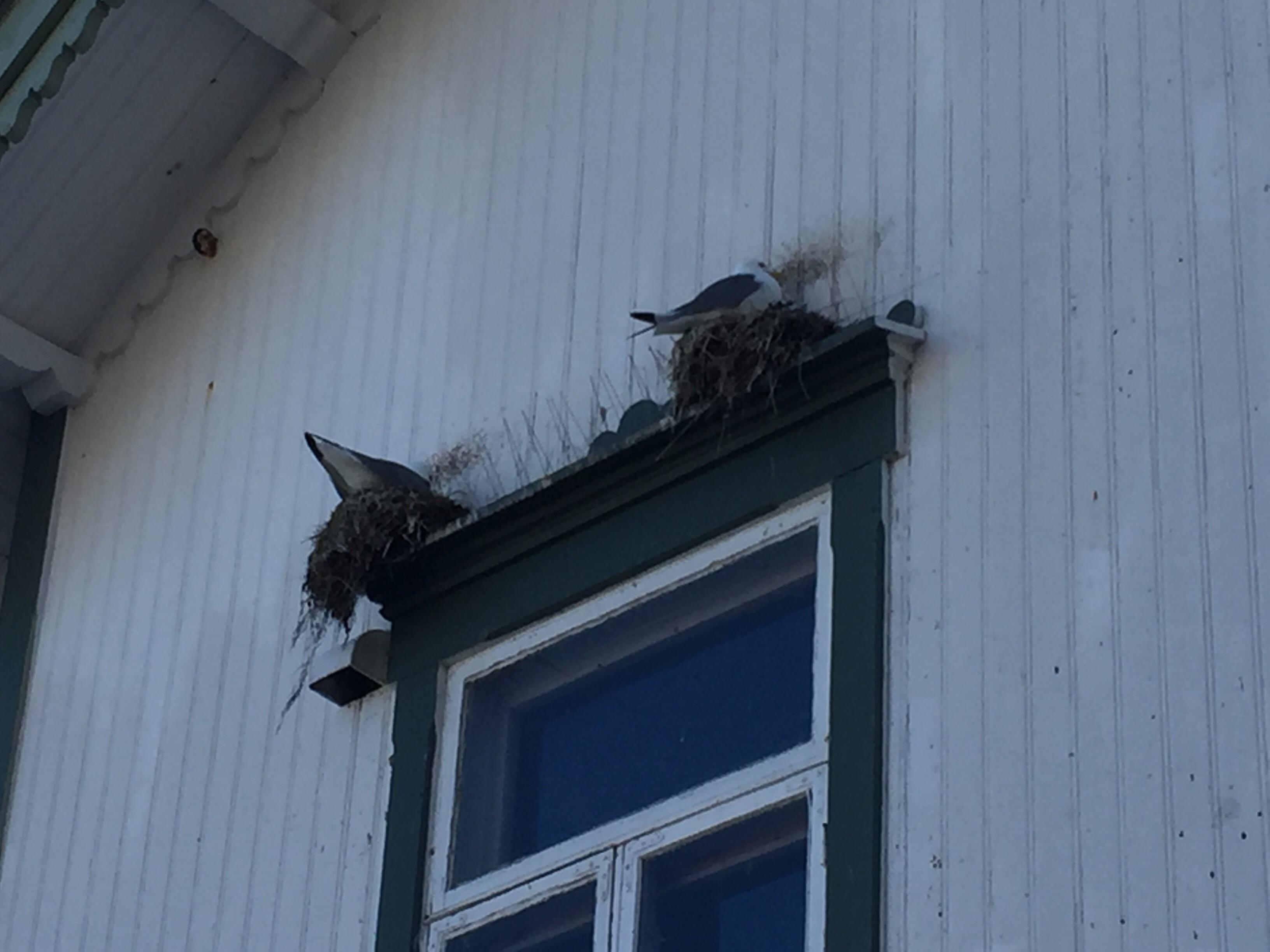 Seagulls using antibird spikes as a sturdy hold for their nests r
