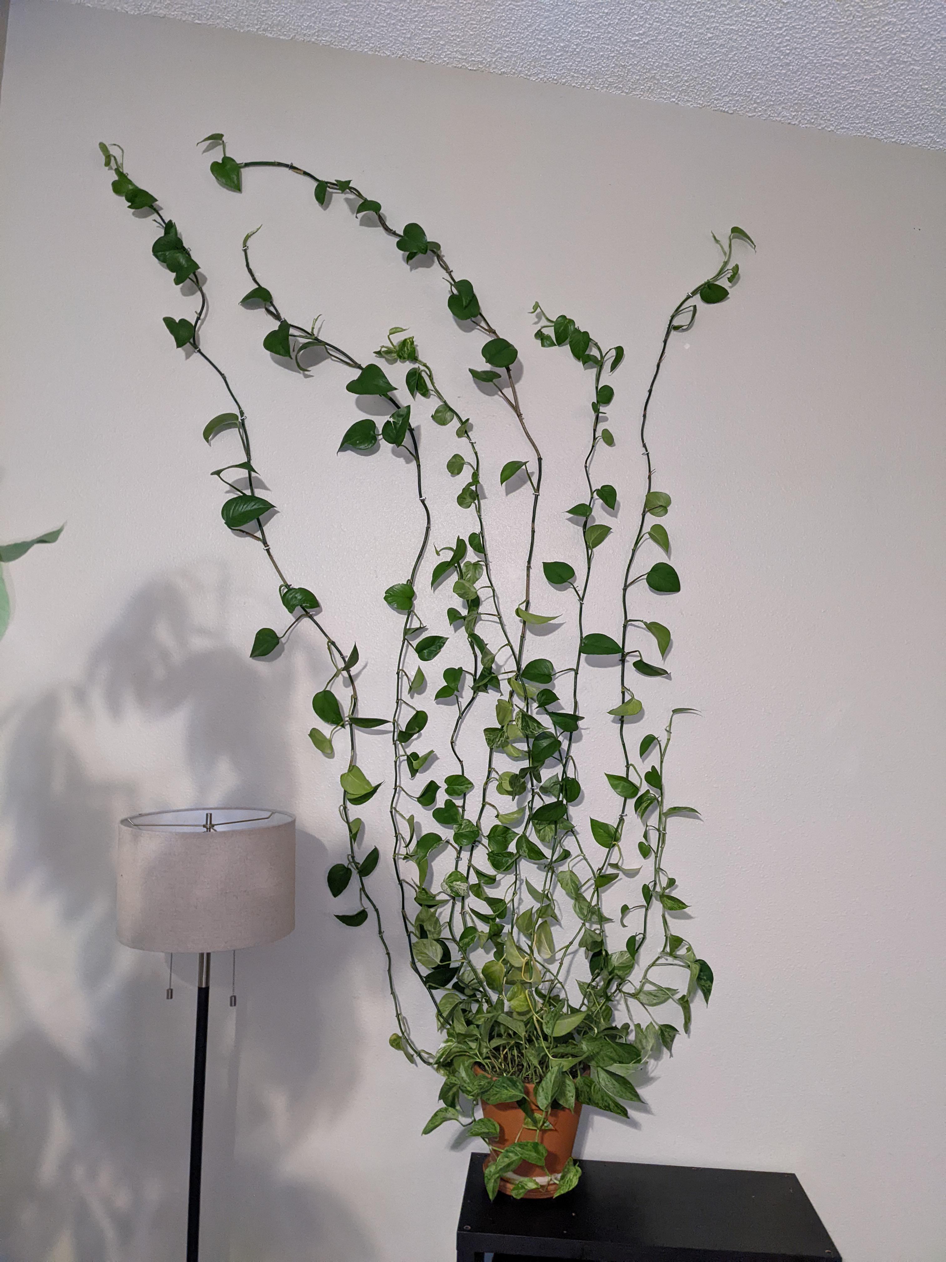 I figured out how to display my Pothos r/houseplants