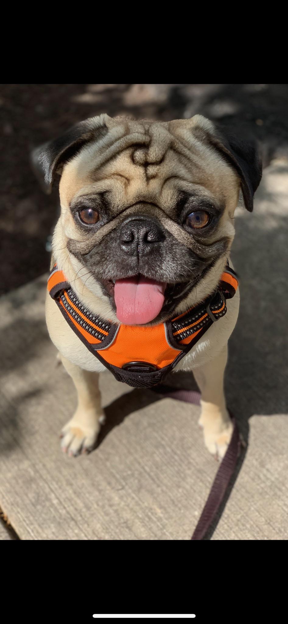 Does anyone have a good suggestion on halters for pugs? I can’t find