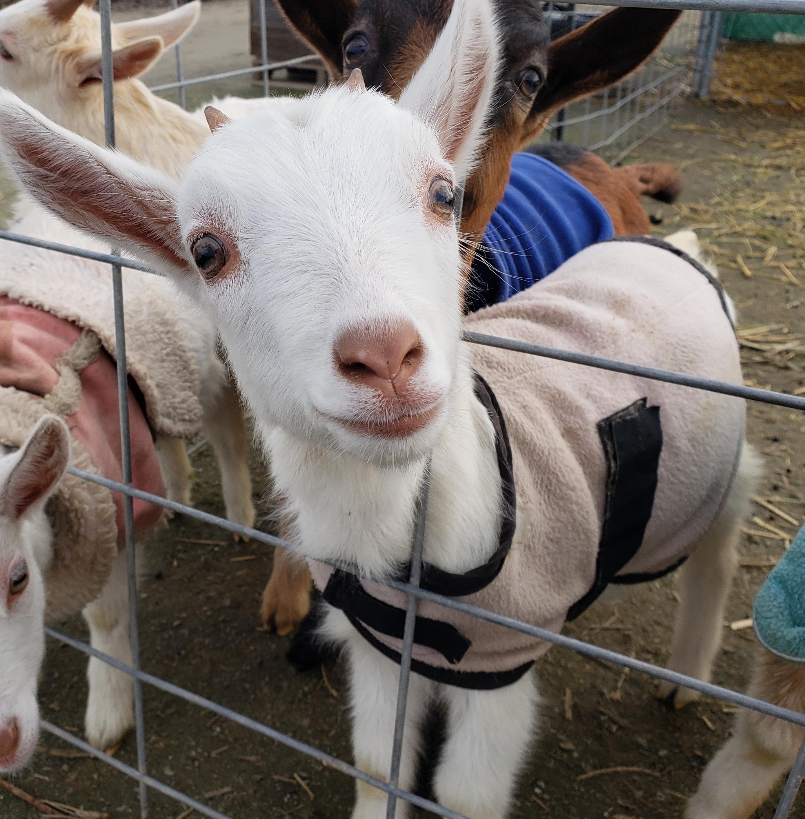 Coats on Goats. We like to keep our little bottle fed goats warm. r