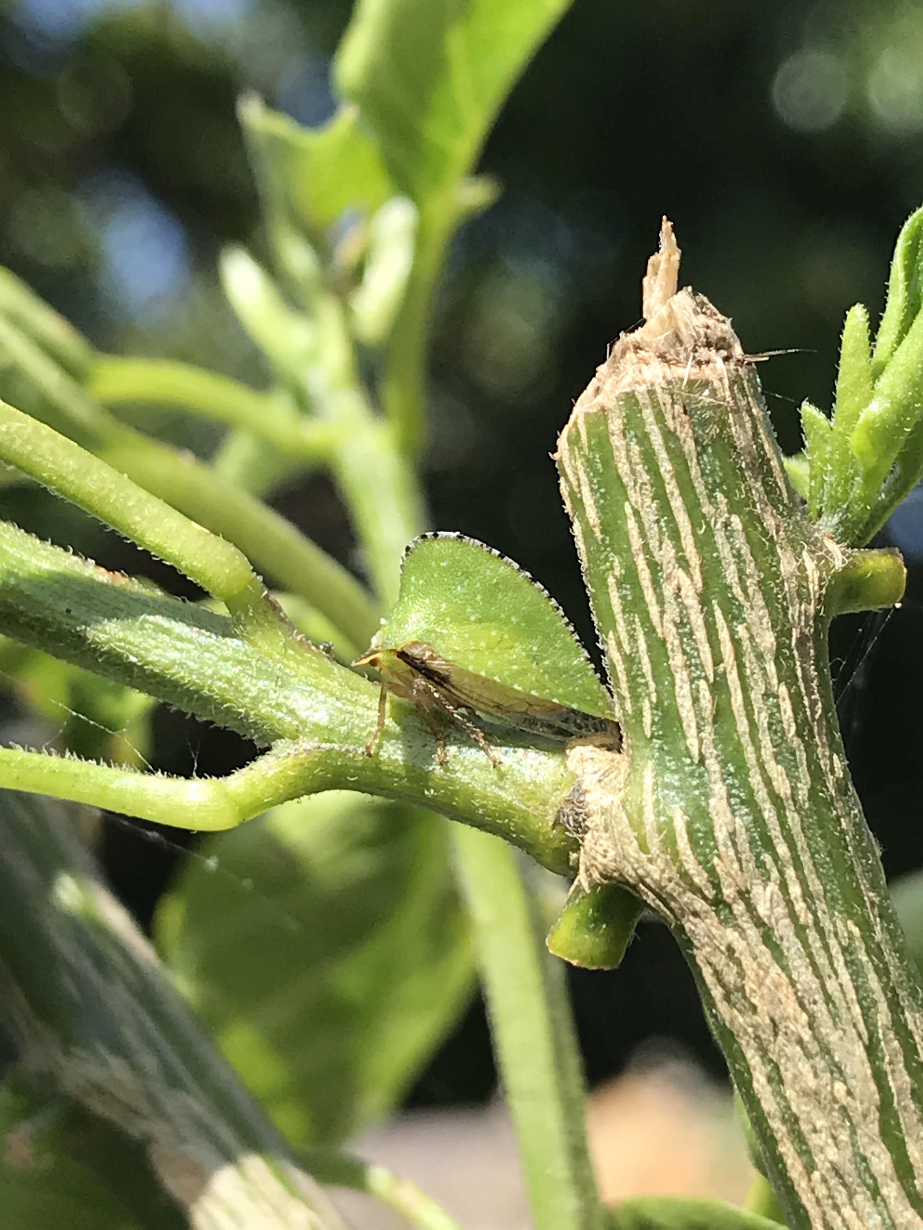Found on my bonsai chili pepper... harmful? r/whatsthisbug