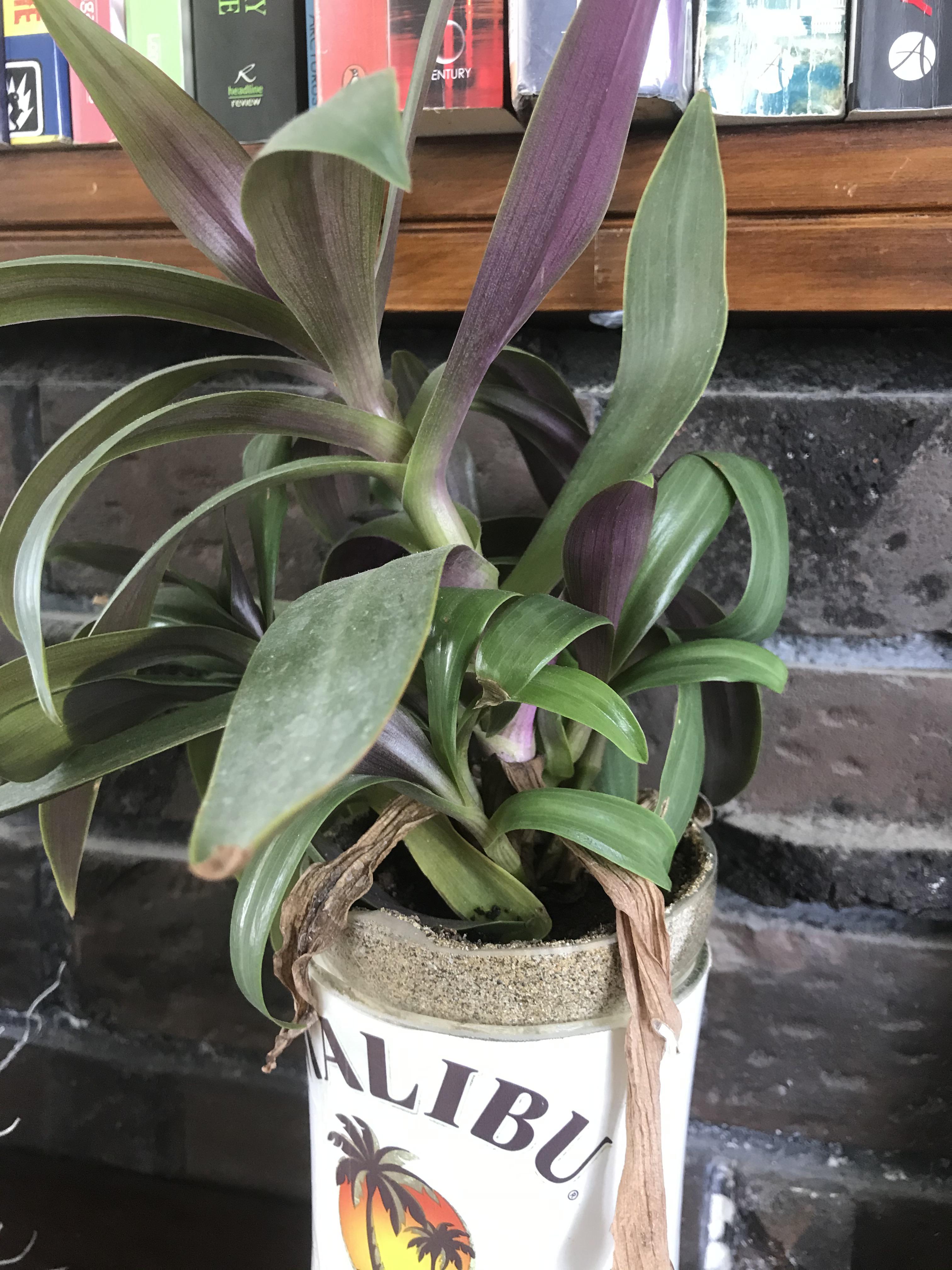 Houseplant with dark green leaves with a purple underside, looking for