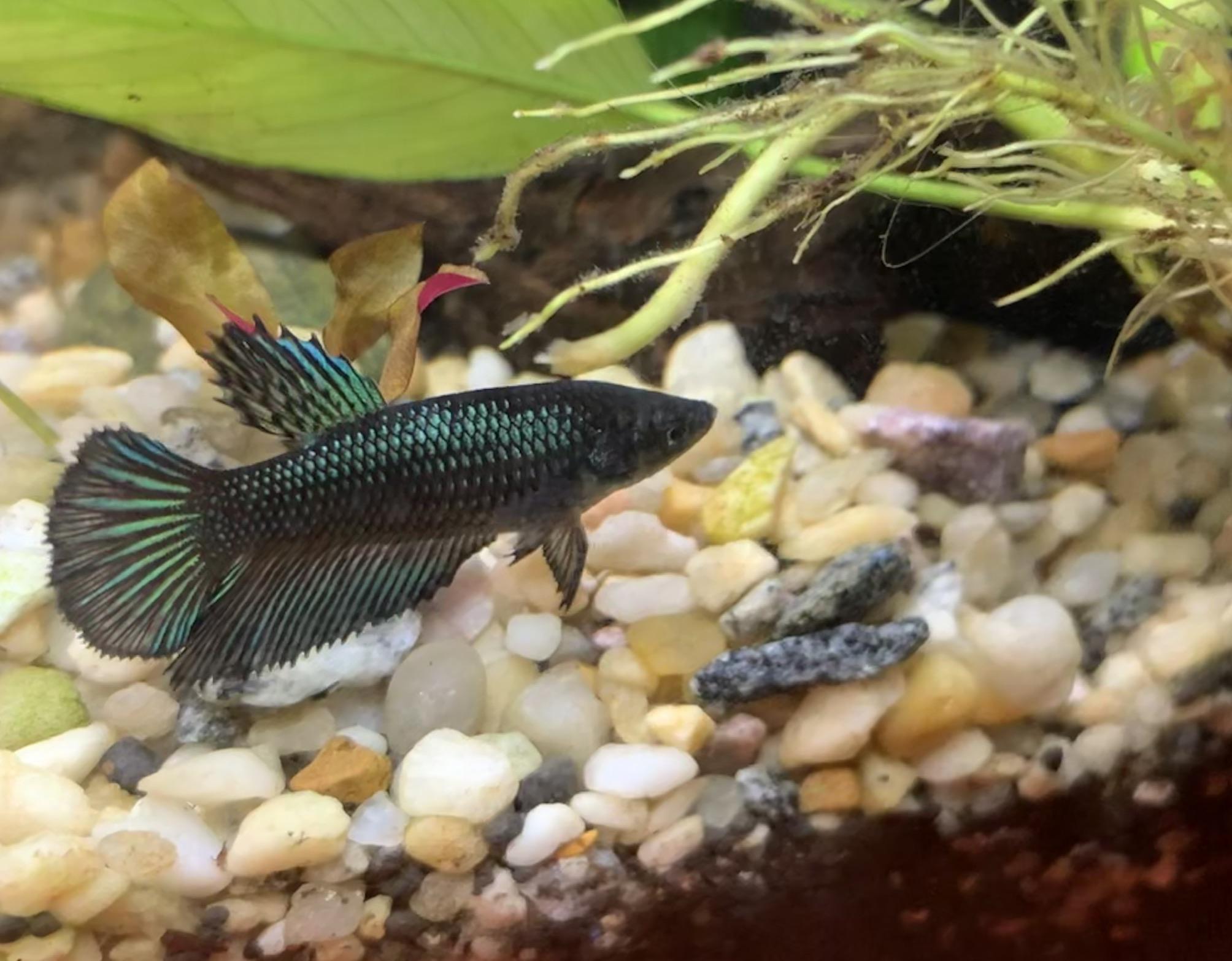 Opinions needed. Did Petsmart sell me a wild type/hybrid in a cup
