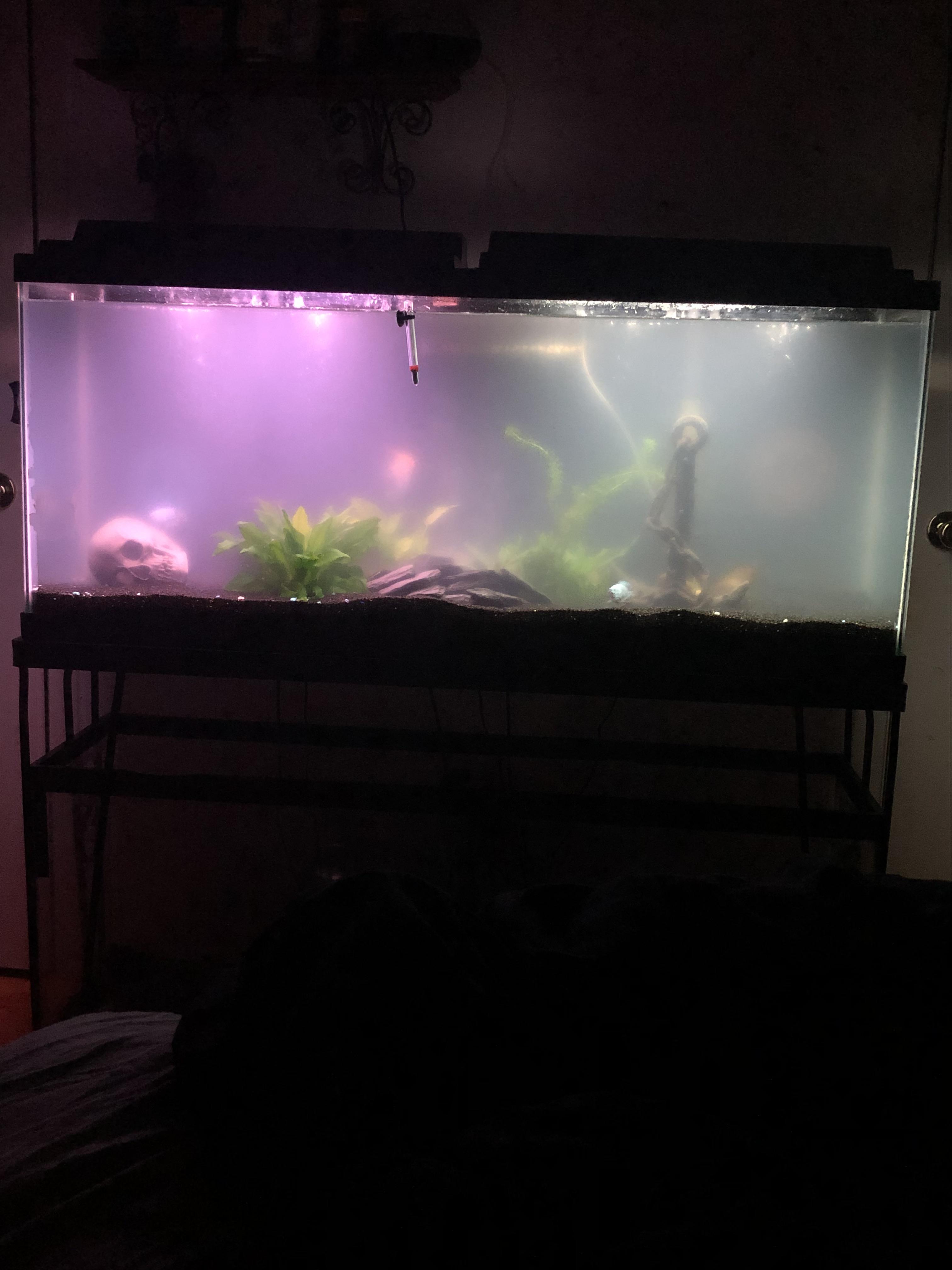 Cloudy aquarium. Won’t go away. Very worried. Please help me. More
