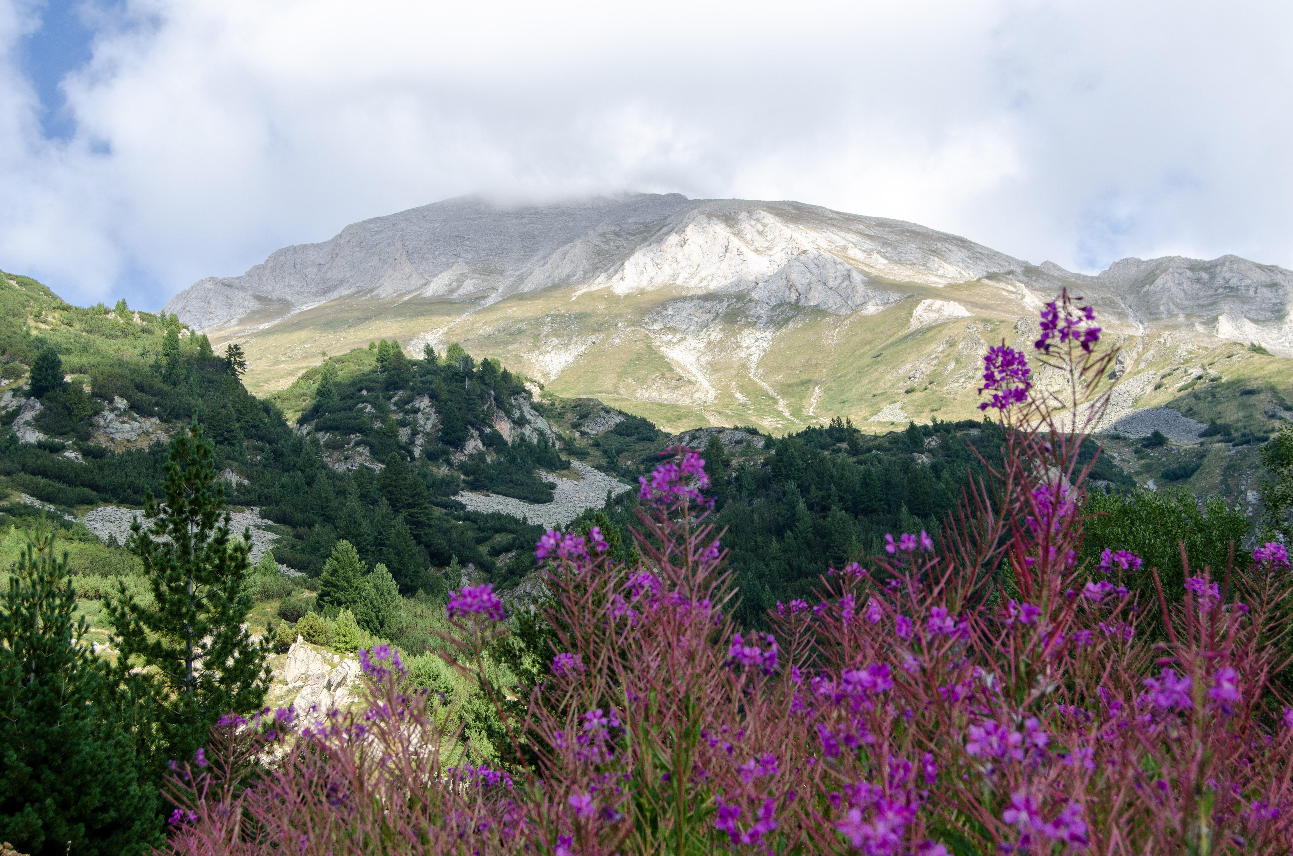 Magenta Flowers of Pirin National Park Bulgaria r/travelphotos