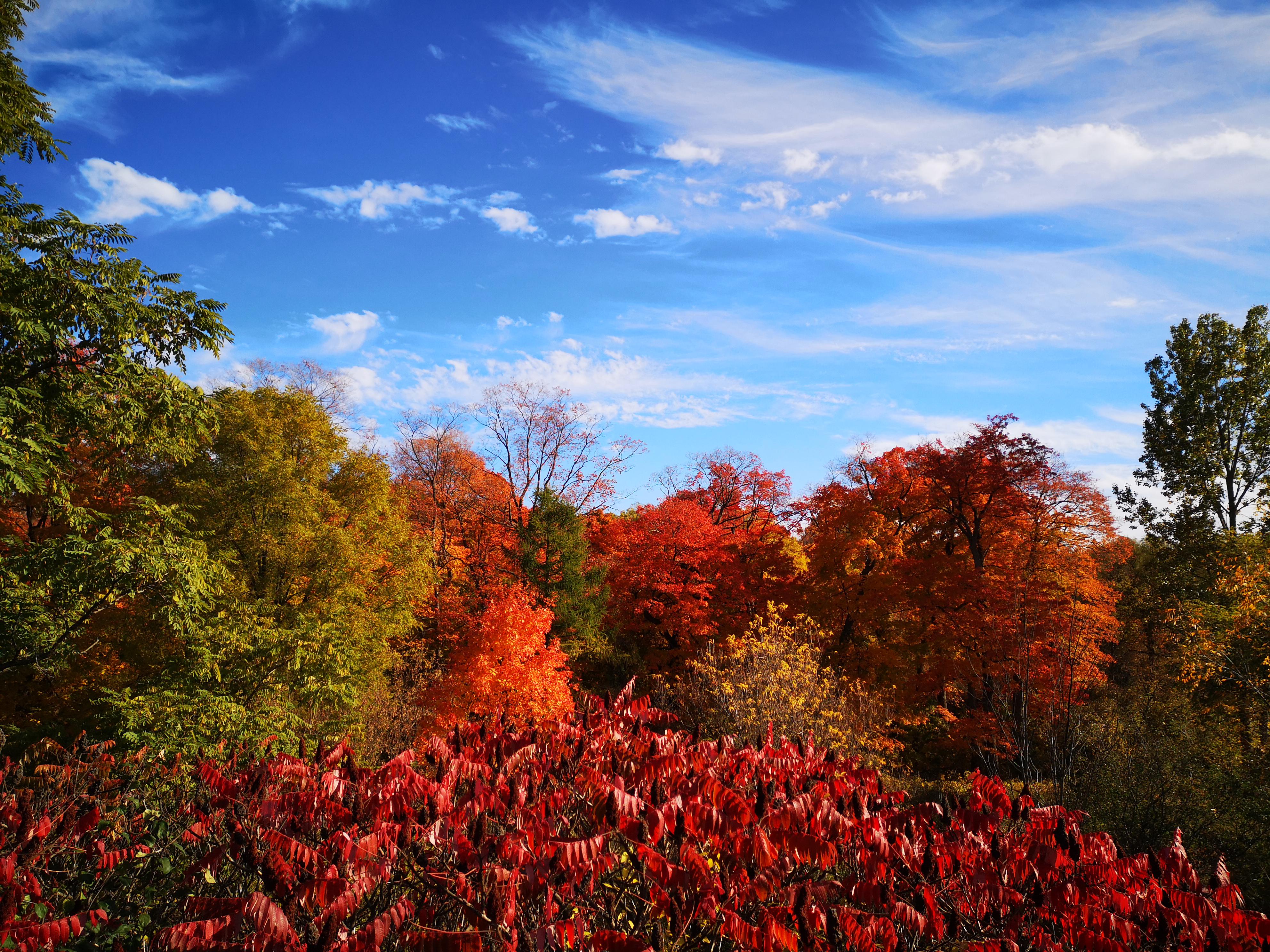 🔥 Fall foliage in the Humber Valley, Toronto, Canada r/NatureIsFuckingLit
