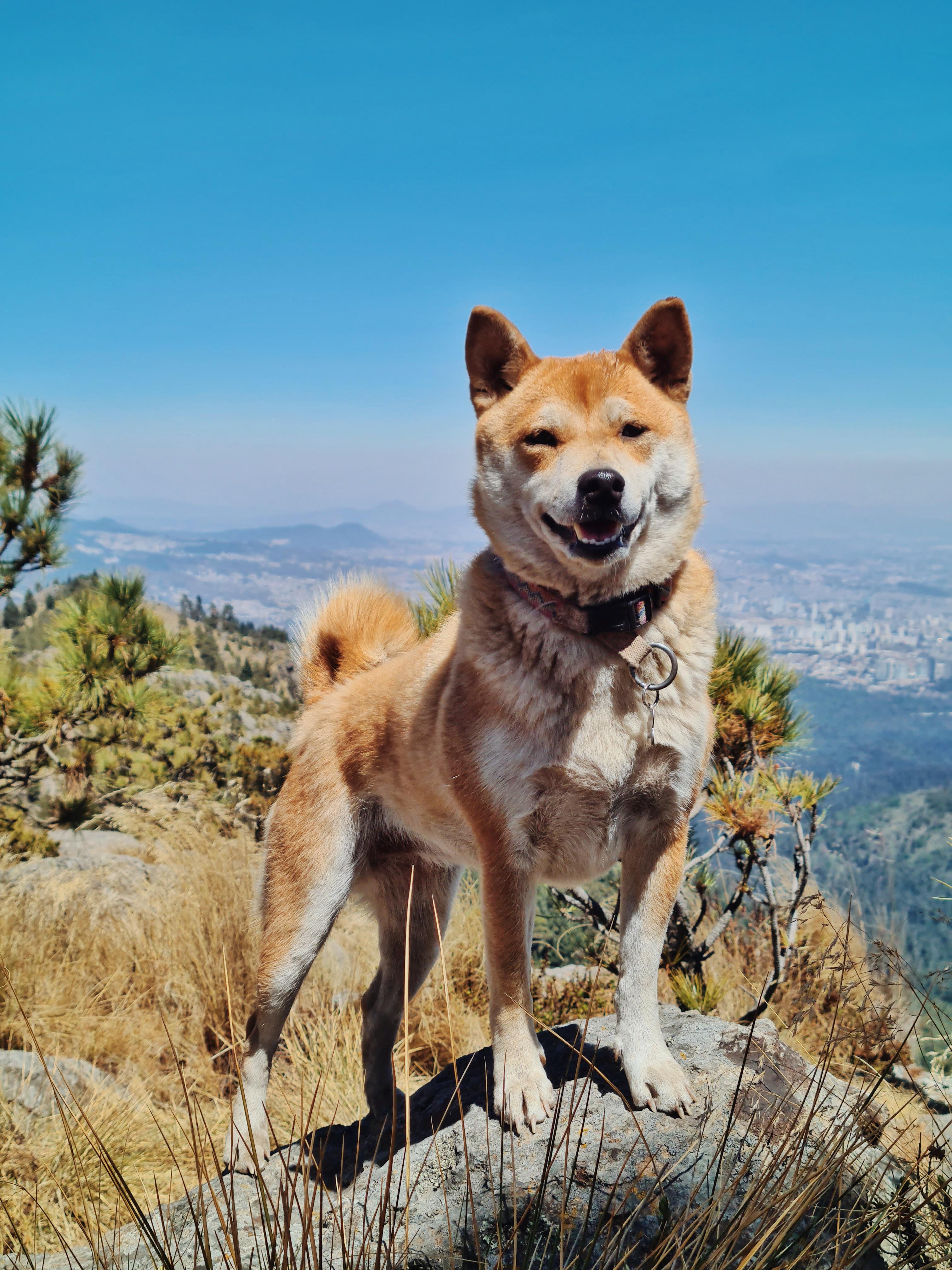 Best hiking buddy! r/shiba