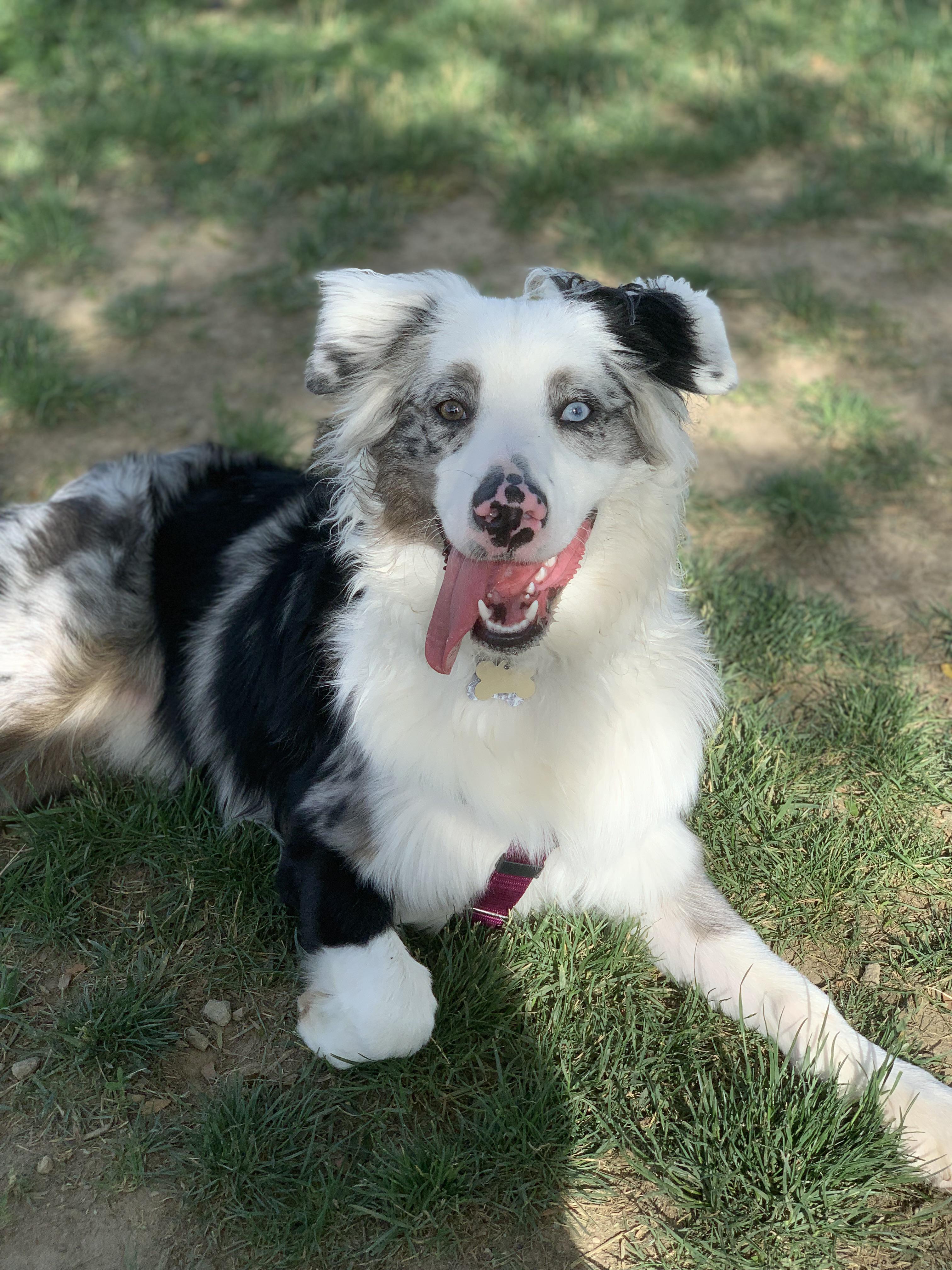 Post dog park exhaustion makes for the best pictures r/lookatmydog