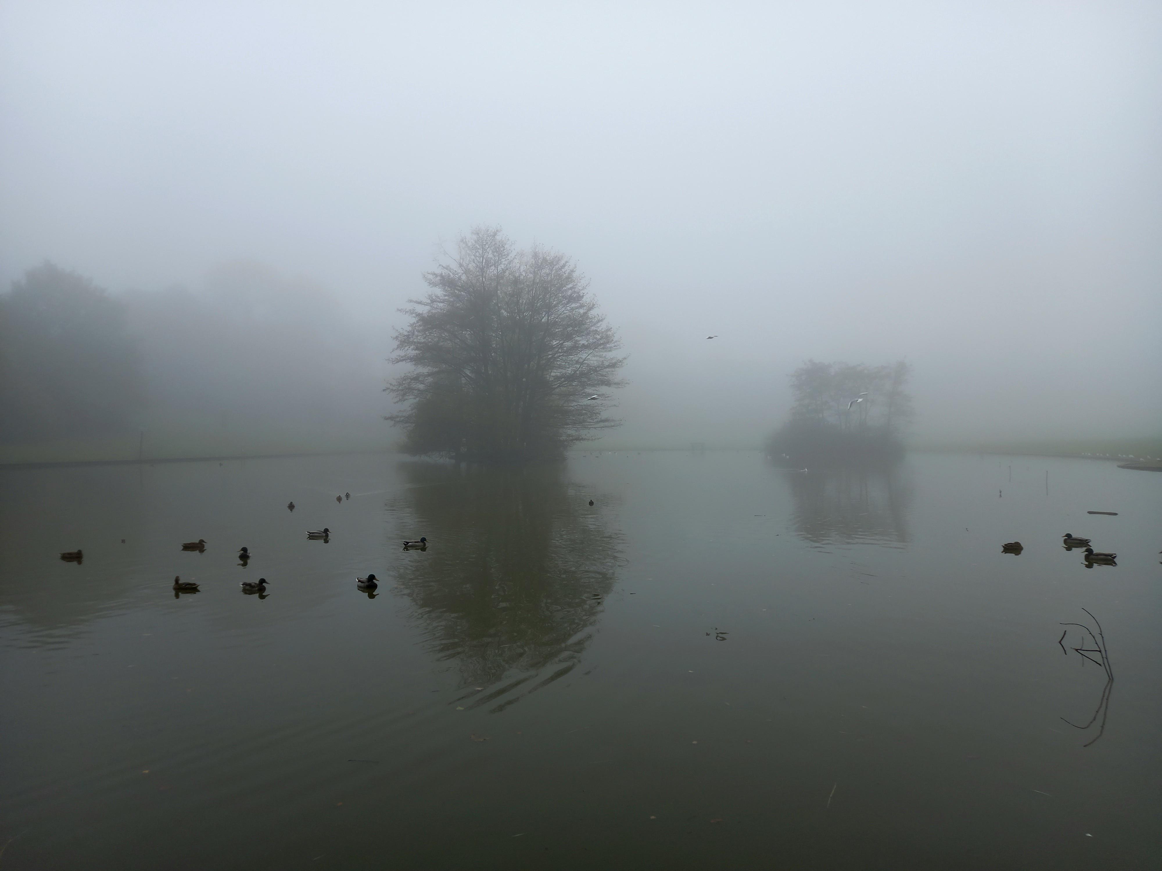 Berry Hill Park, UK r/FoggyPics