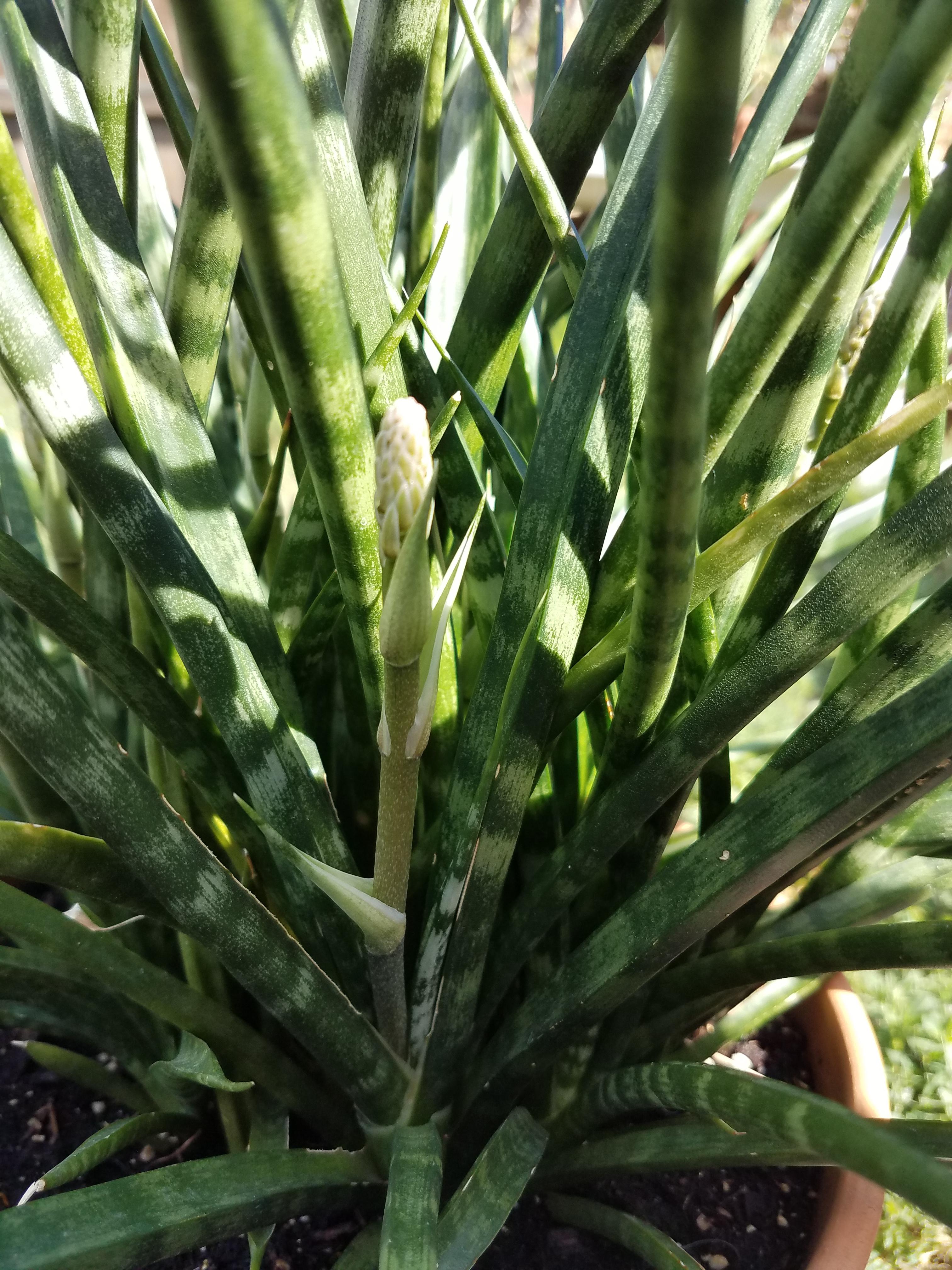 Sansevieria fernwood mikado flower stalks [OC] r/BotanicalPorn