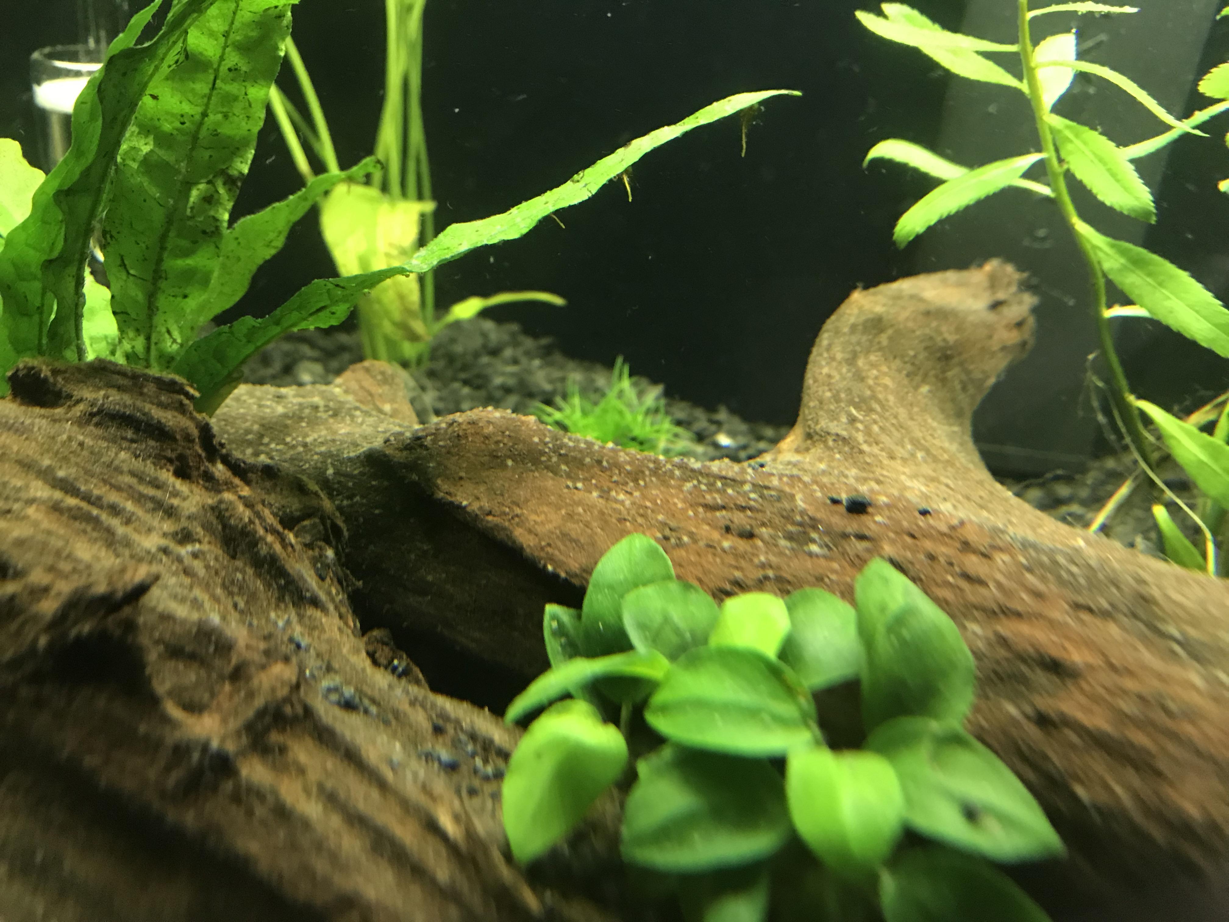 What is the white stuff all over my driftwood? r/PlantedTank