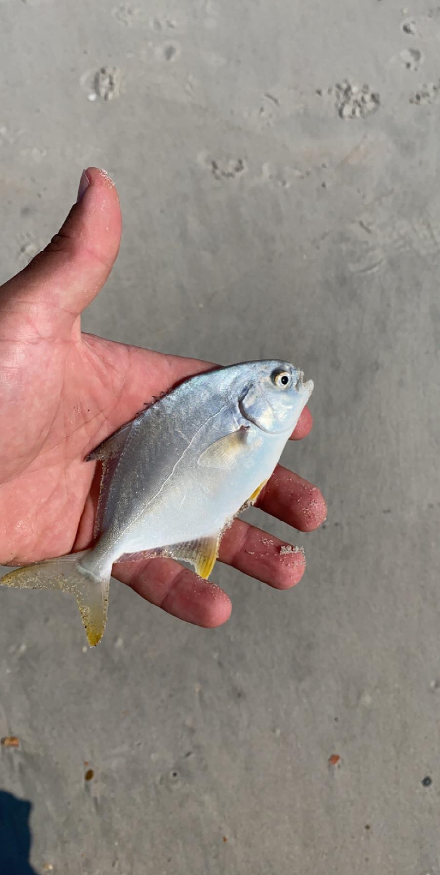 Pretty little pompano r/MicroFishing