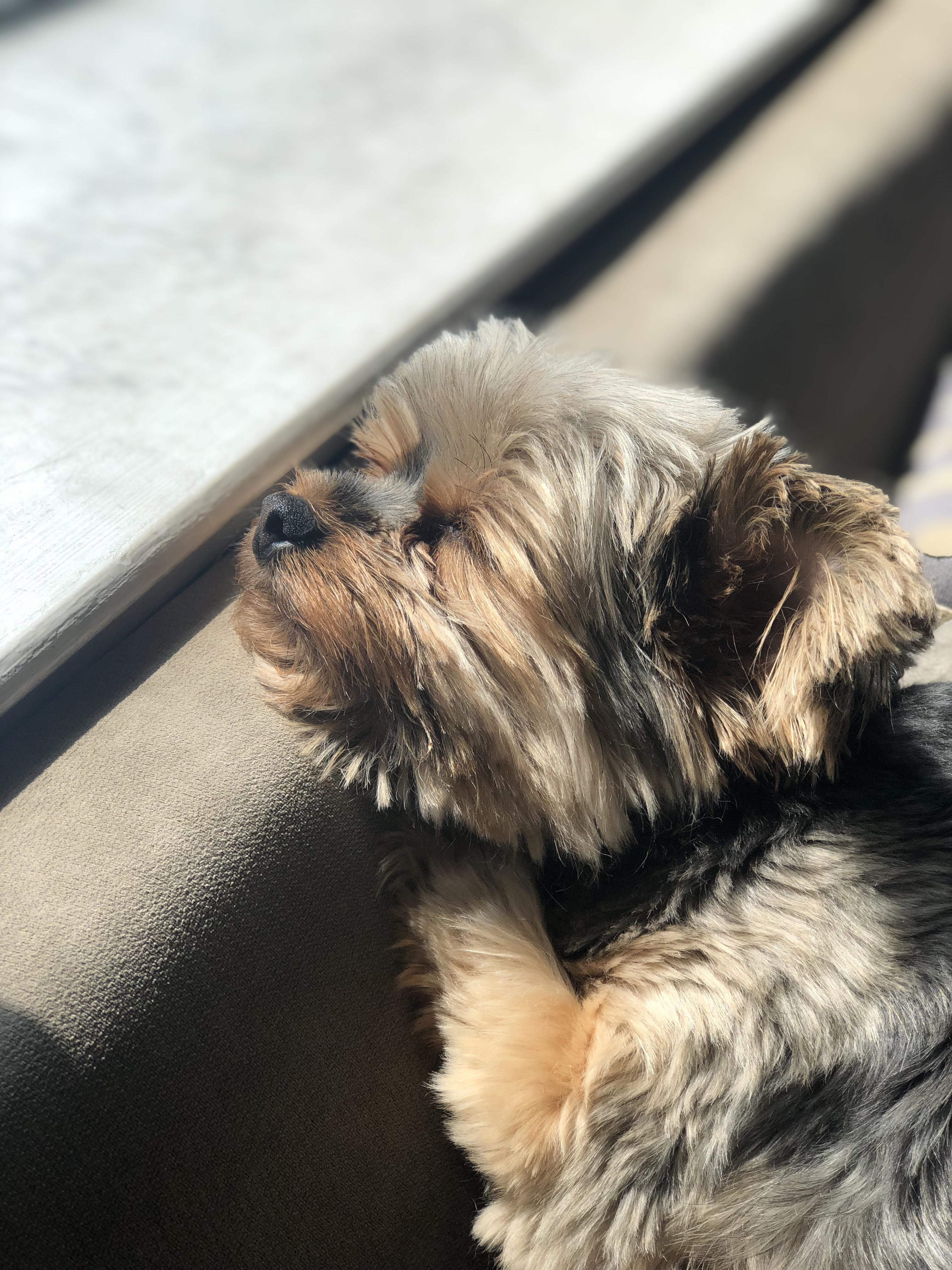 Look, I think Yorkie puppies are absolutely adorable. But, does anyone