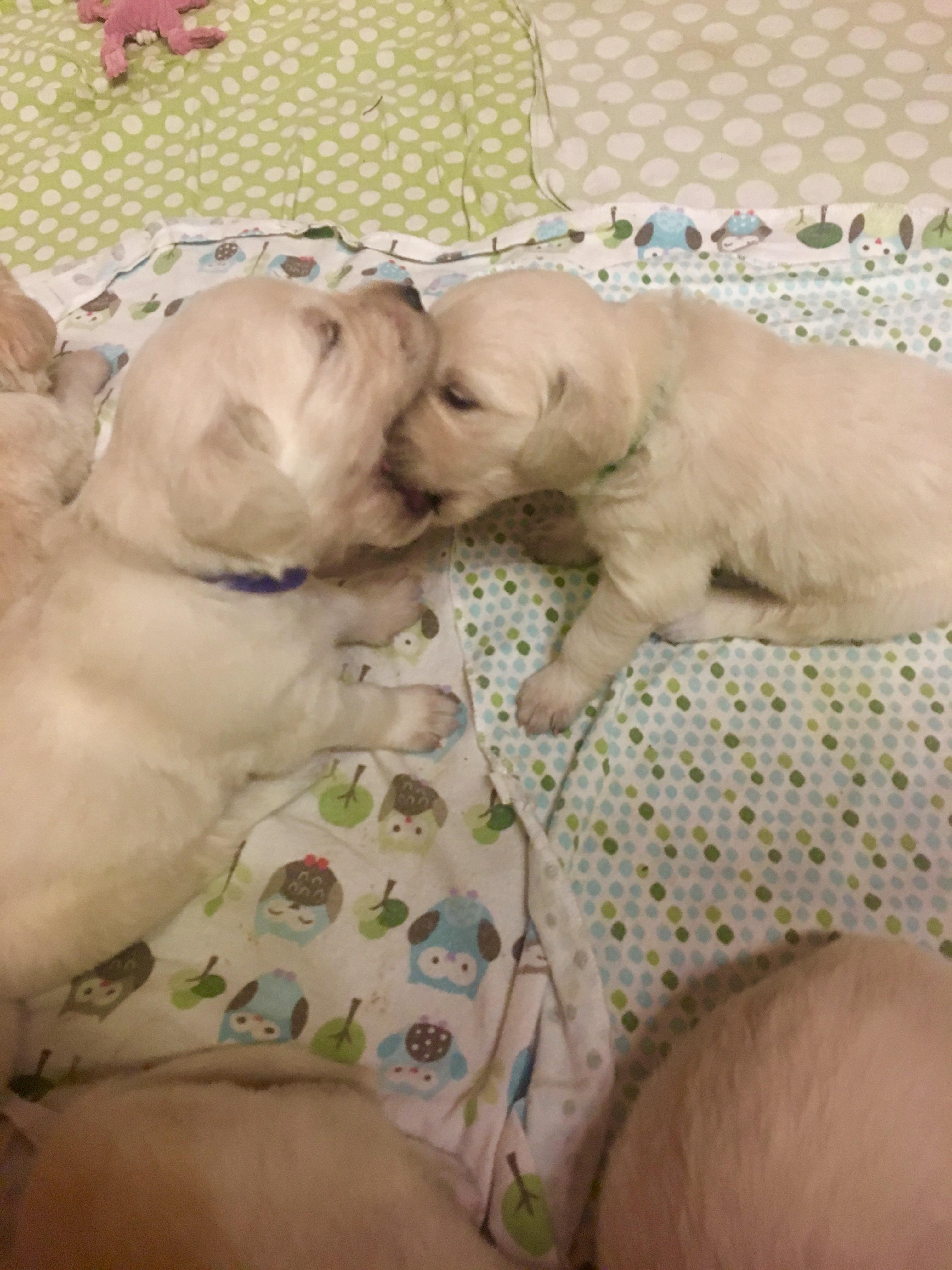 How 3 week old puppies make friends r/aww