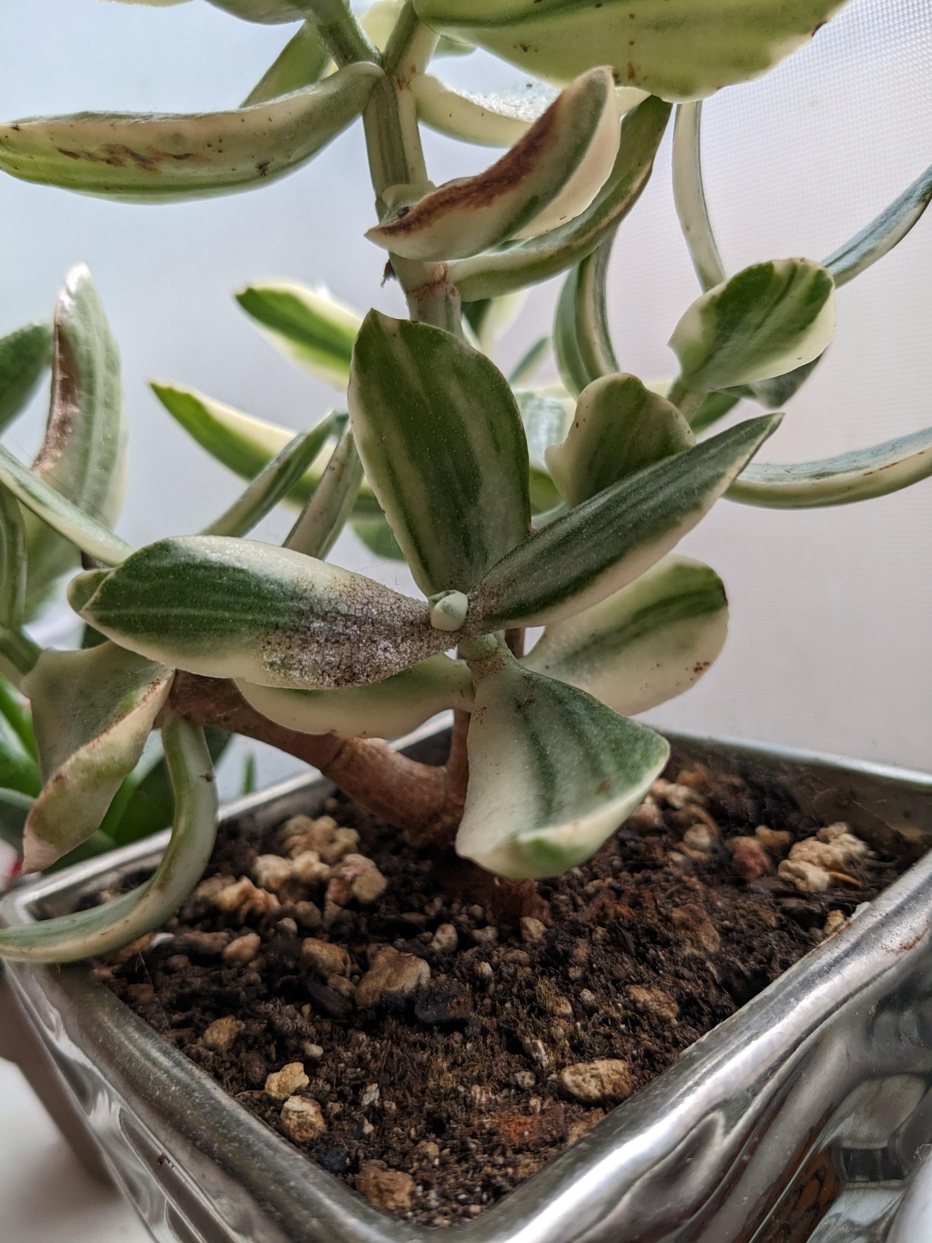 Fungus?? : r/houseplants