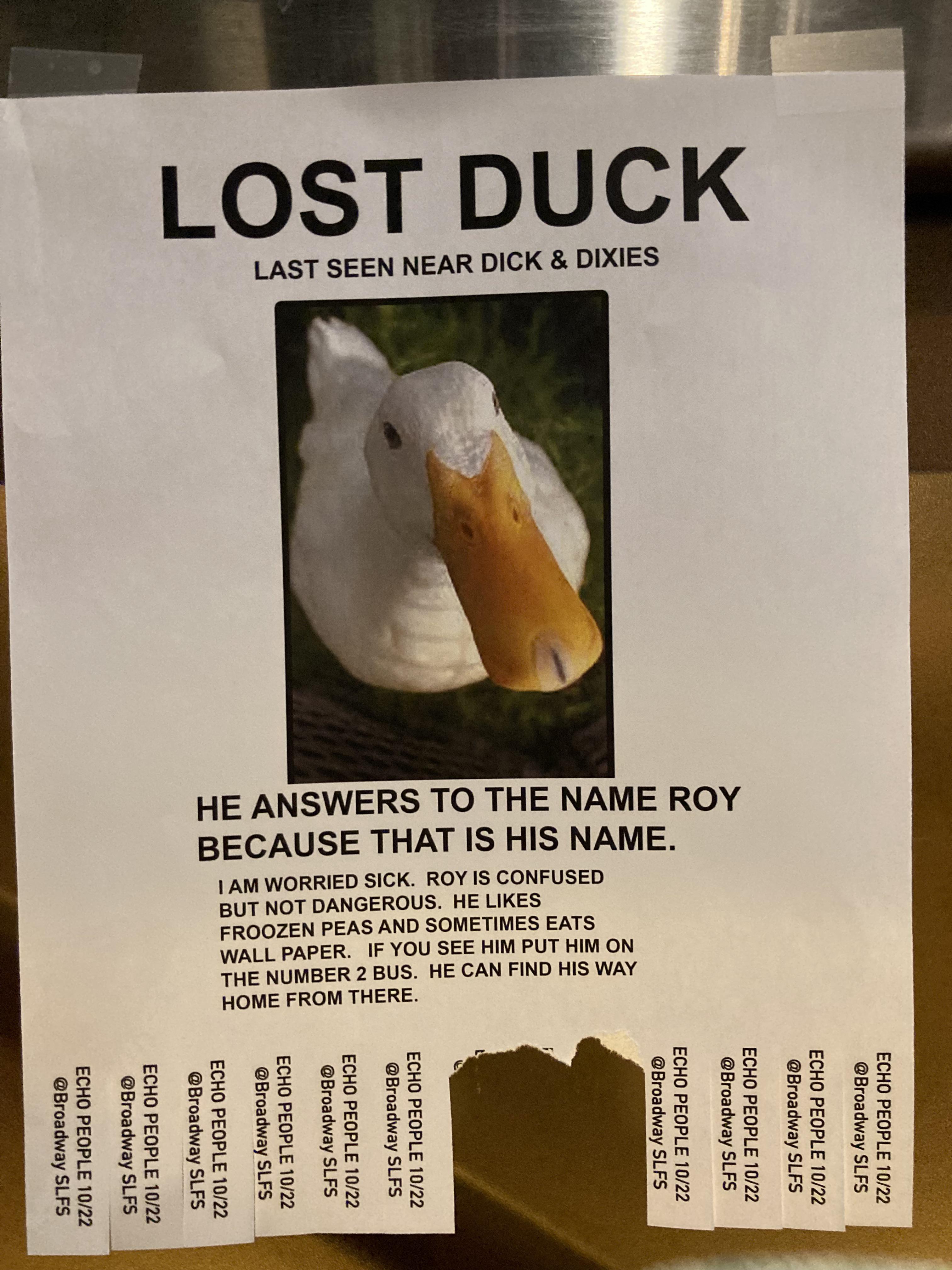 Lost duck r/SaltLakeCity