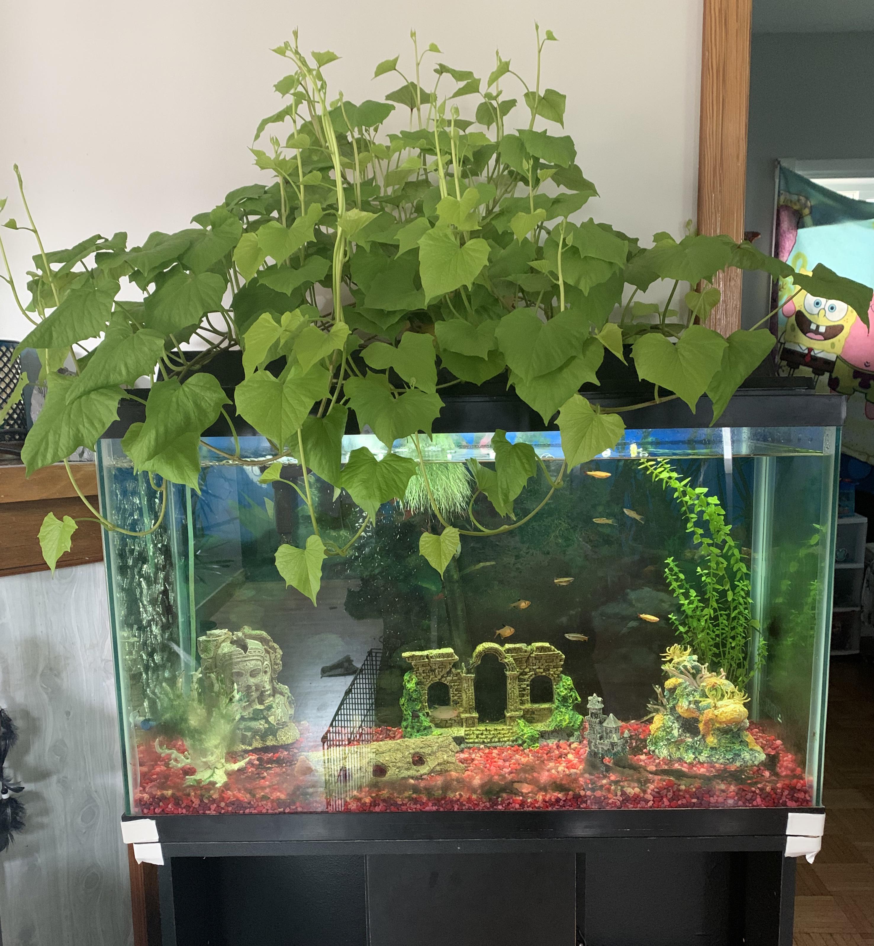 Sweet potato growing like crazy in our fish tank r/Aquariums
