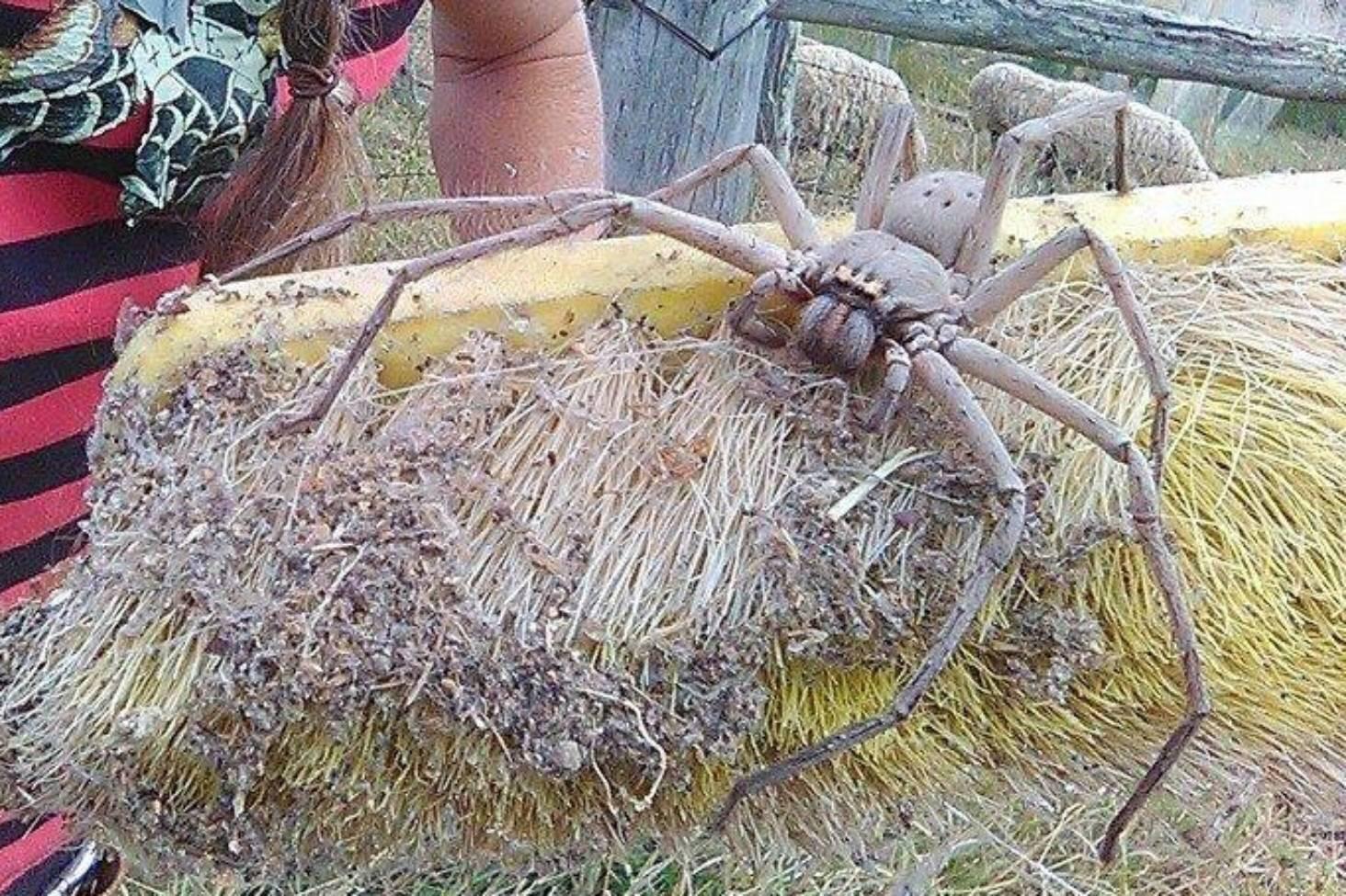 Huntsman spider looks frigging huge!! r/MxRMods