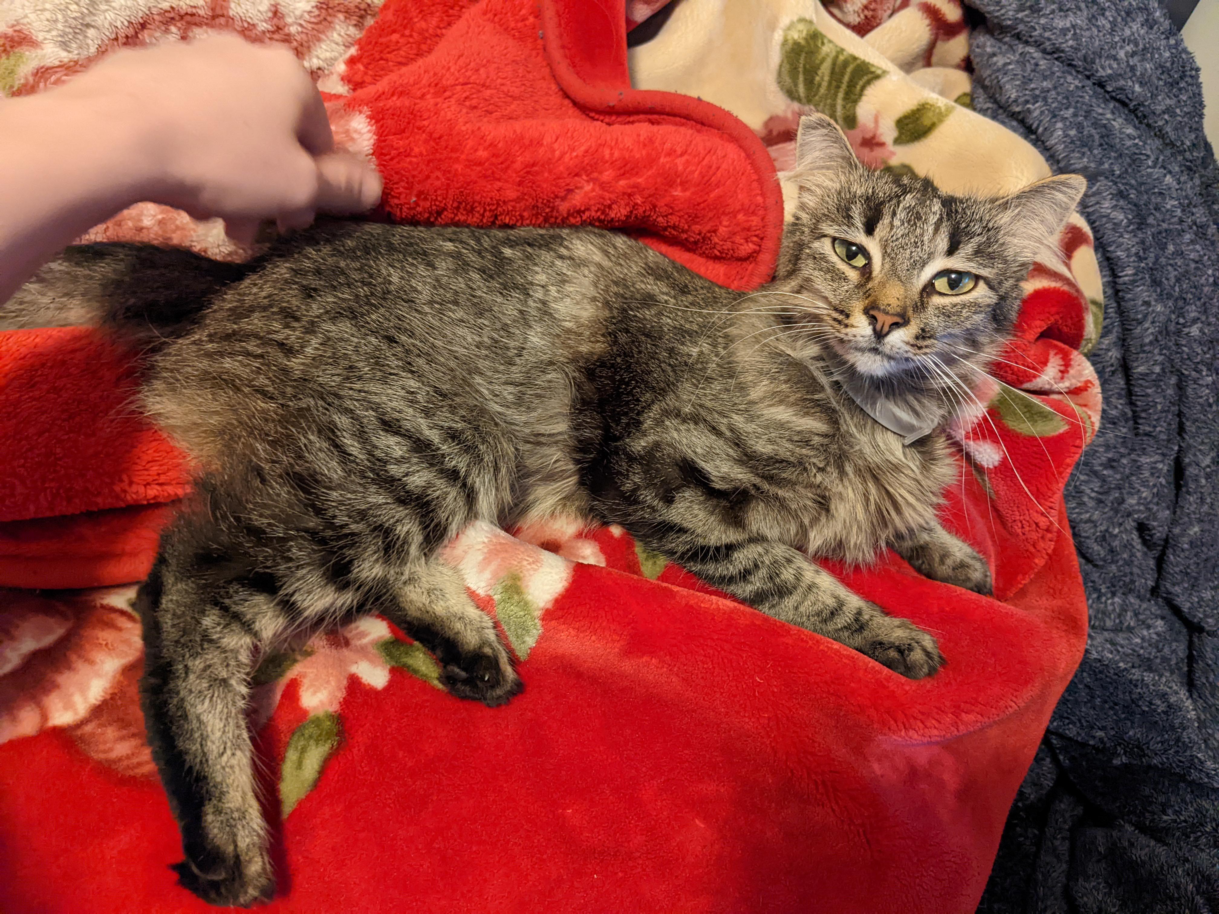 We took this skinny girl in off the streets last winter when she came