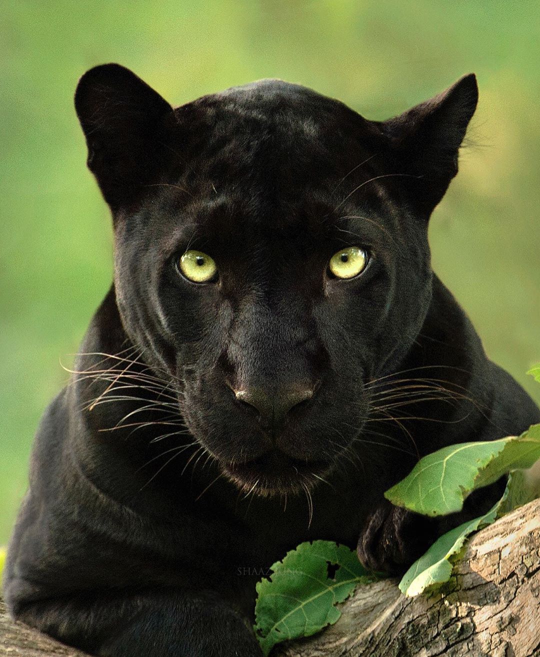 🔥 The stare of a black panther 🔥 r/NatureIsFuckingLit