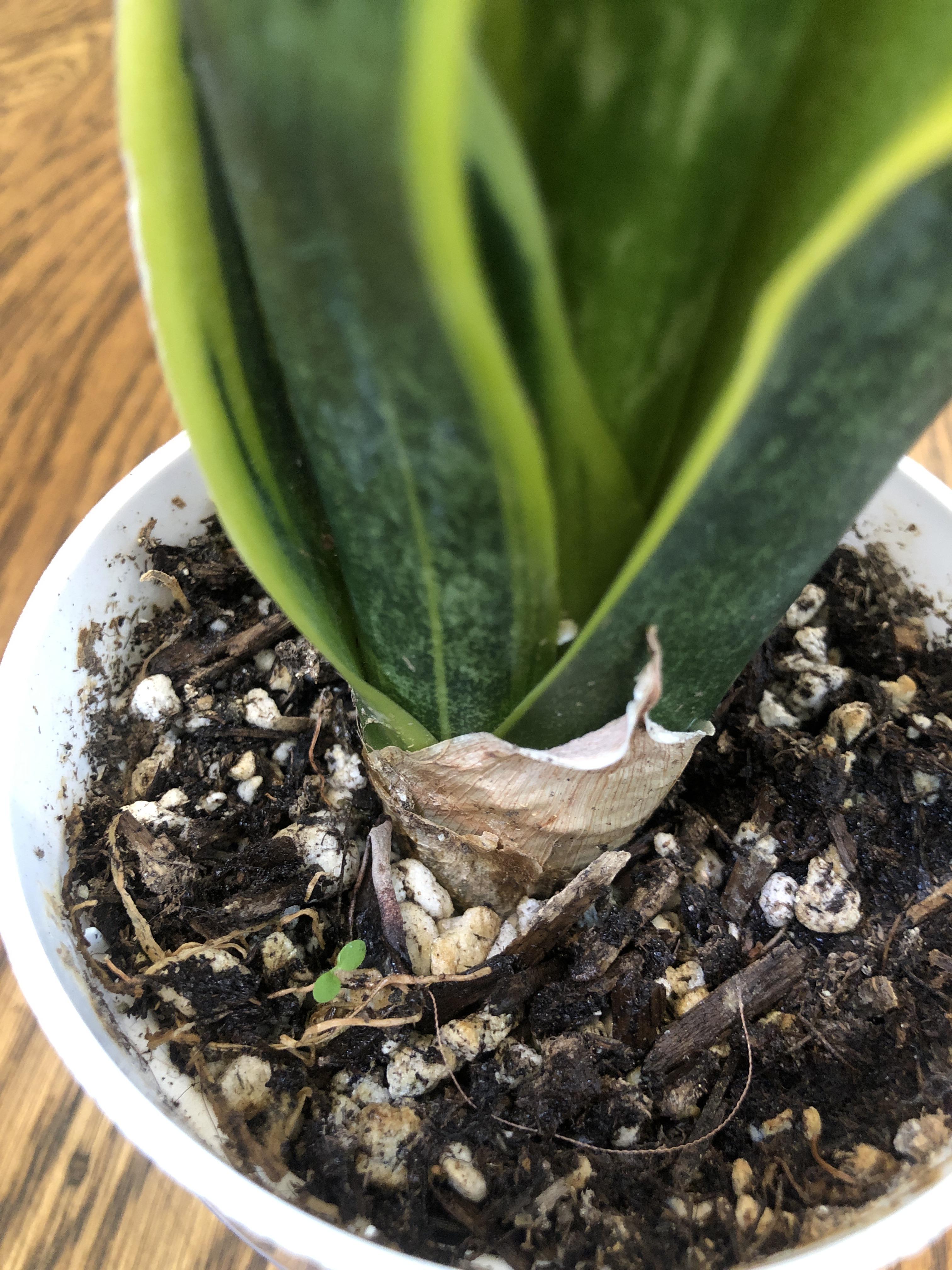 What is this tiny little sprout growing in my snake plant gold flame