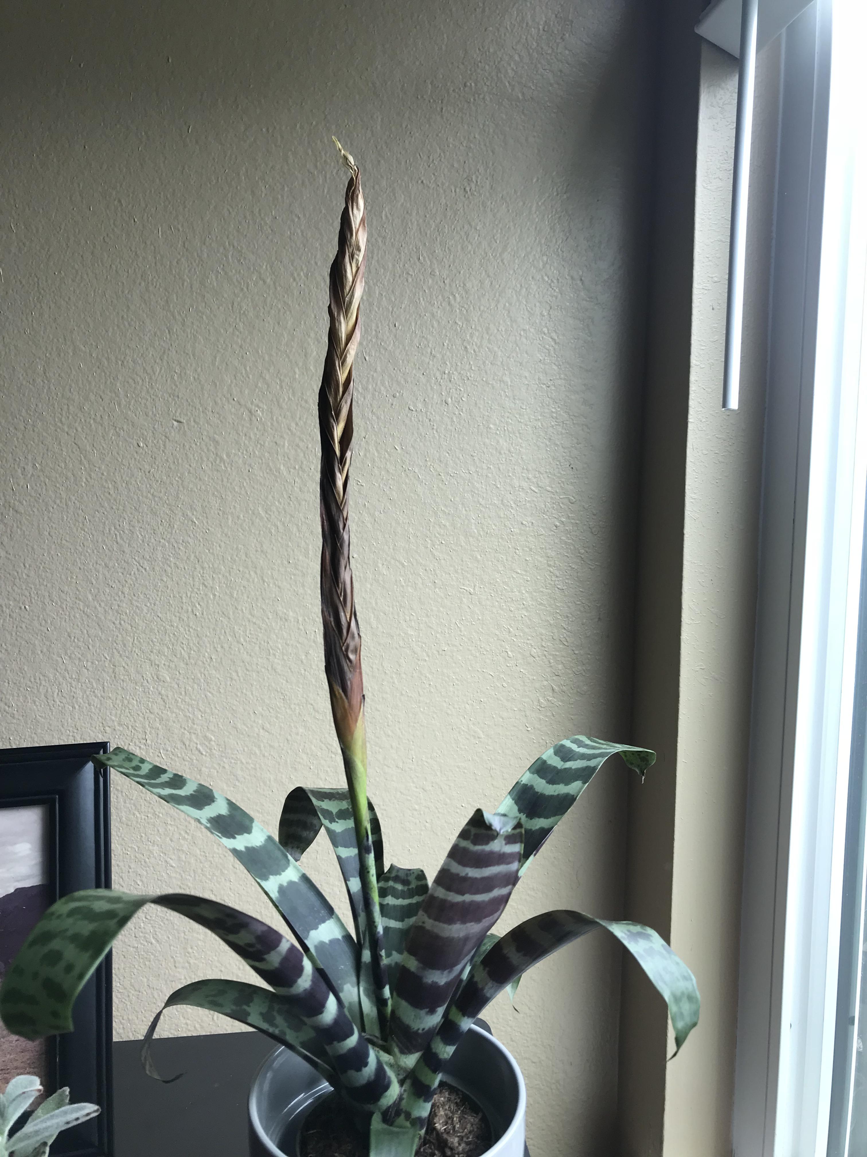 Can anyone tell me why my bromeliad turning brown? And what can i do to