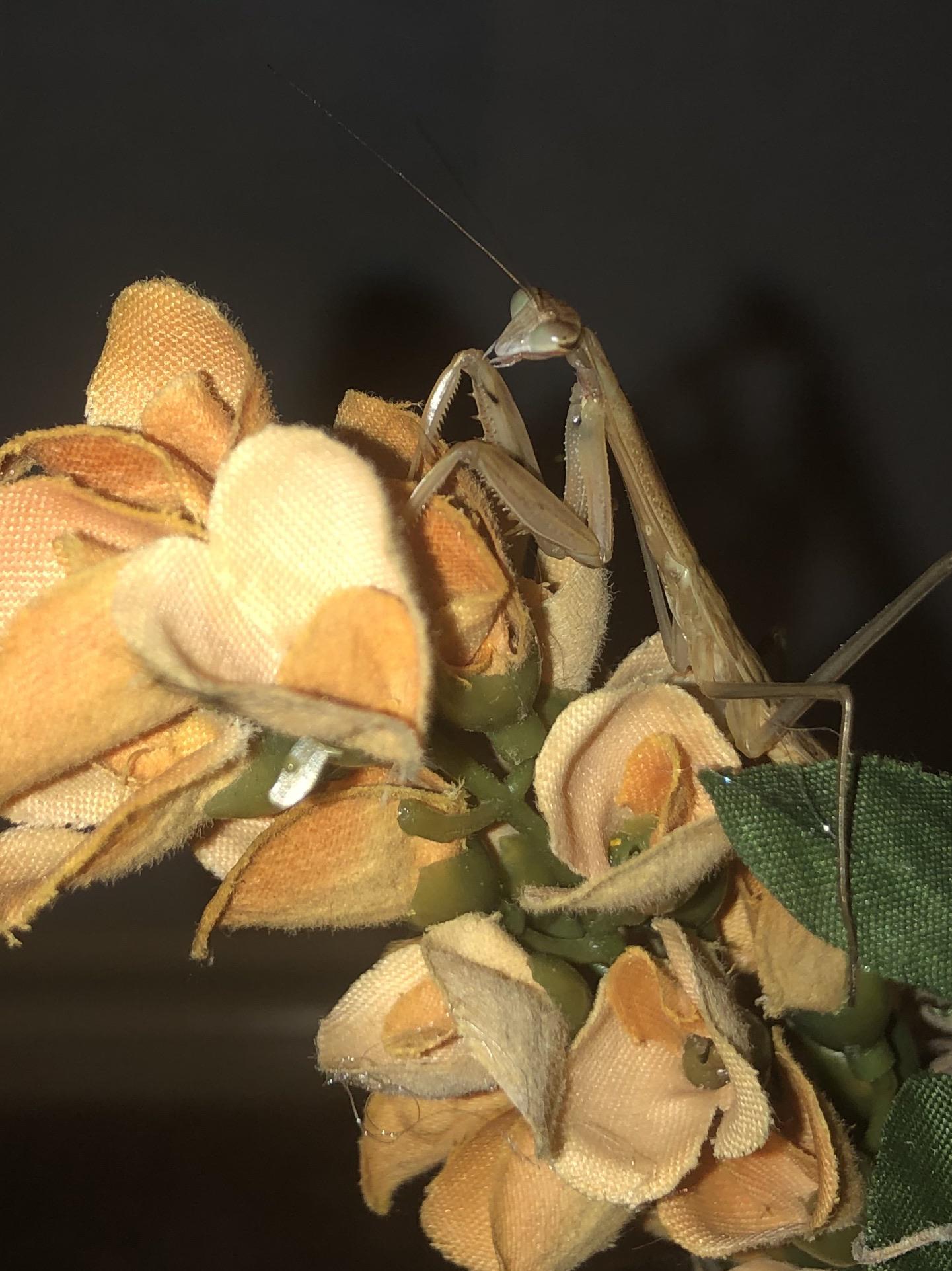 Just a cool picture I took of my L5 chinese mantis on a fake flower he