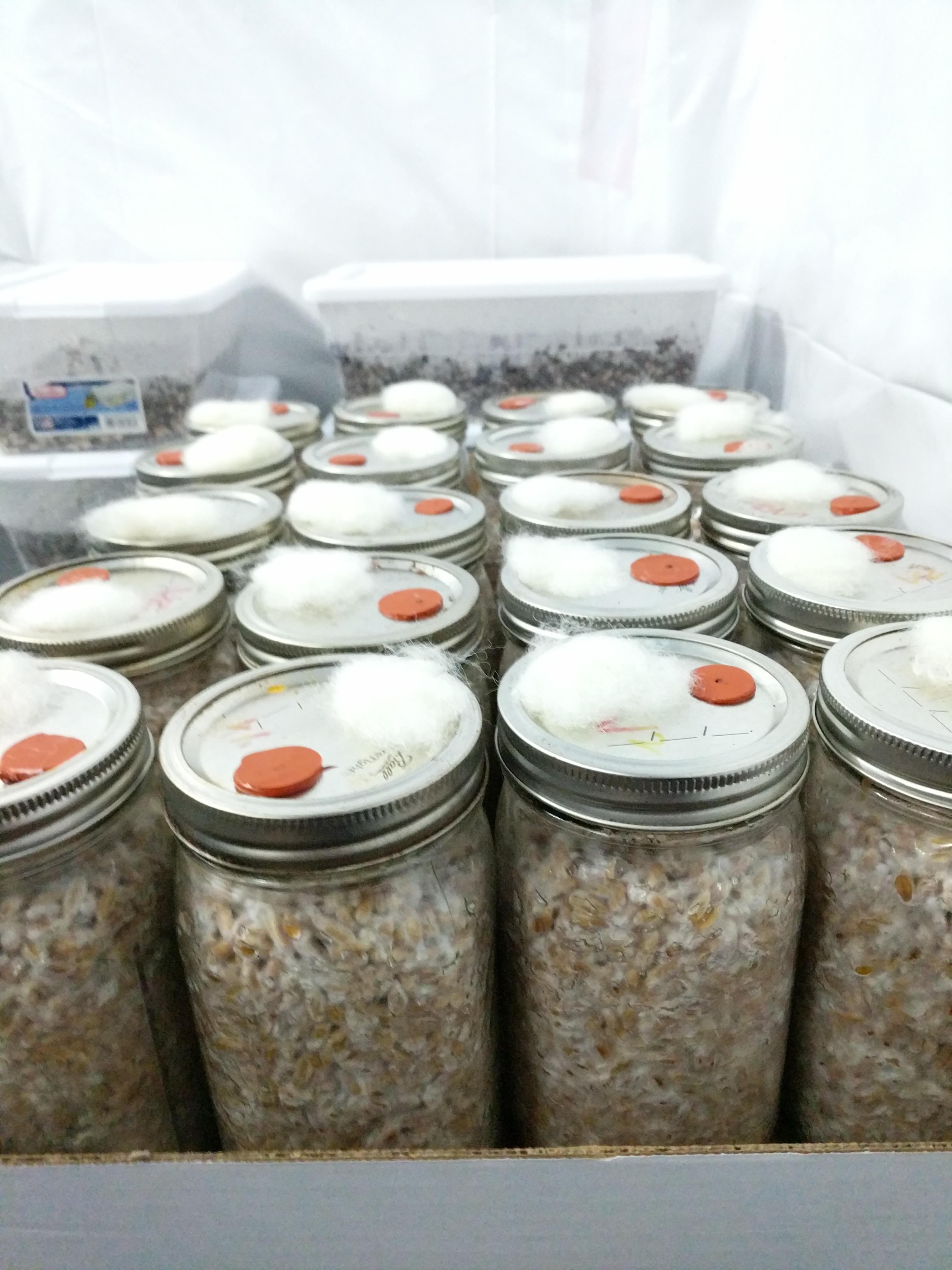 [Technique] 20 quarts oat spawn ready to go. Spore print to agar to LC