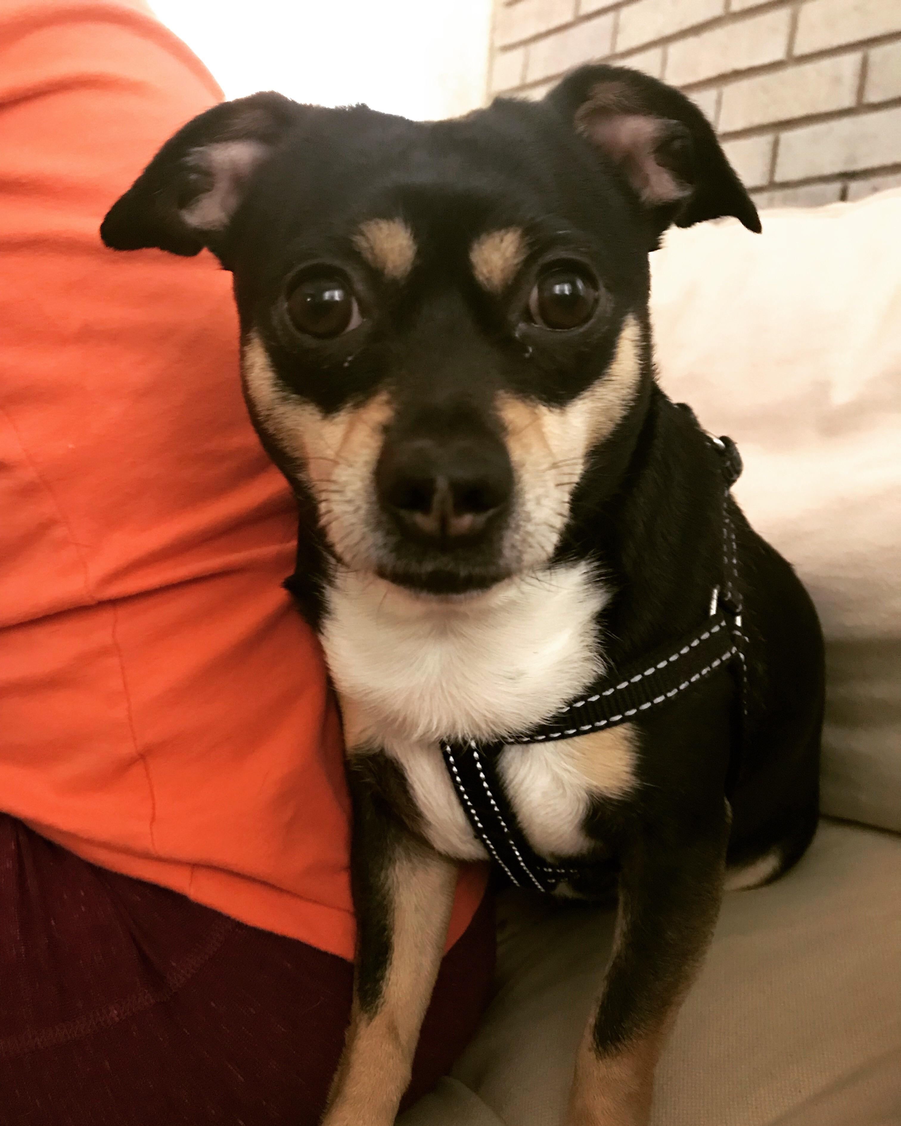 Everyone thinks they have the best dog in the world, and everyone is