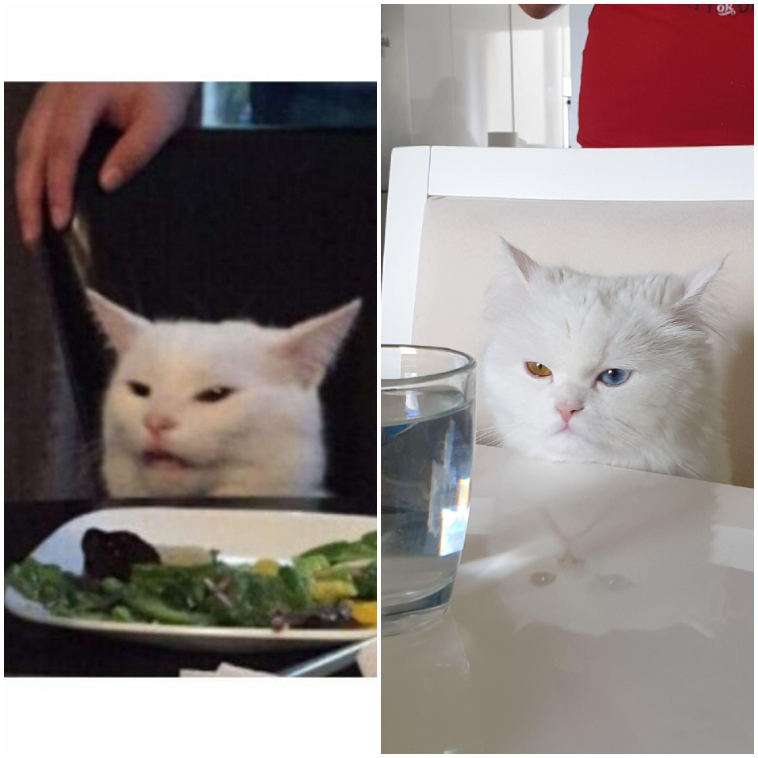 My cat tried to replicate the meme one today. I quickly grabbed my