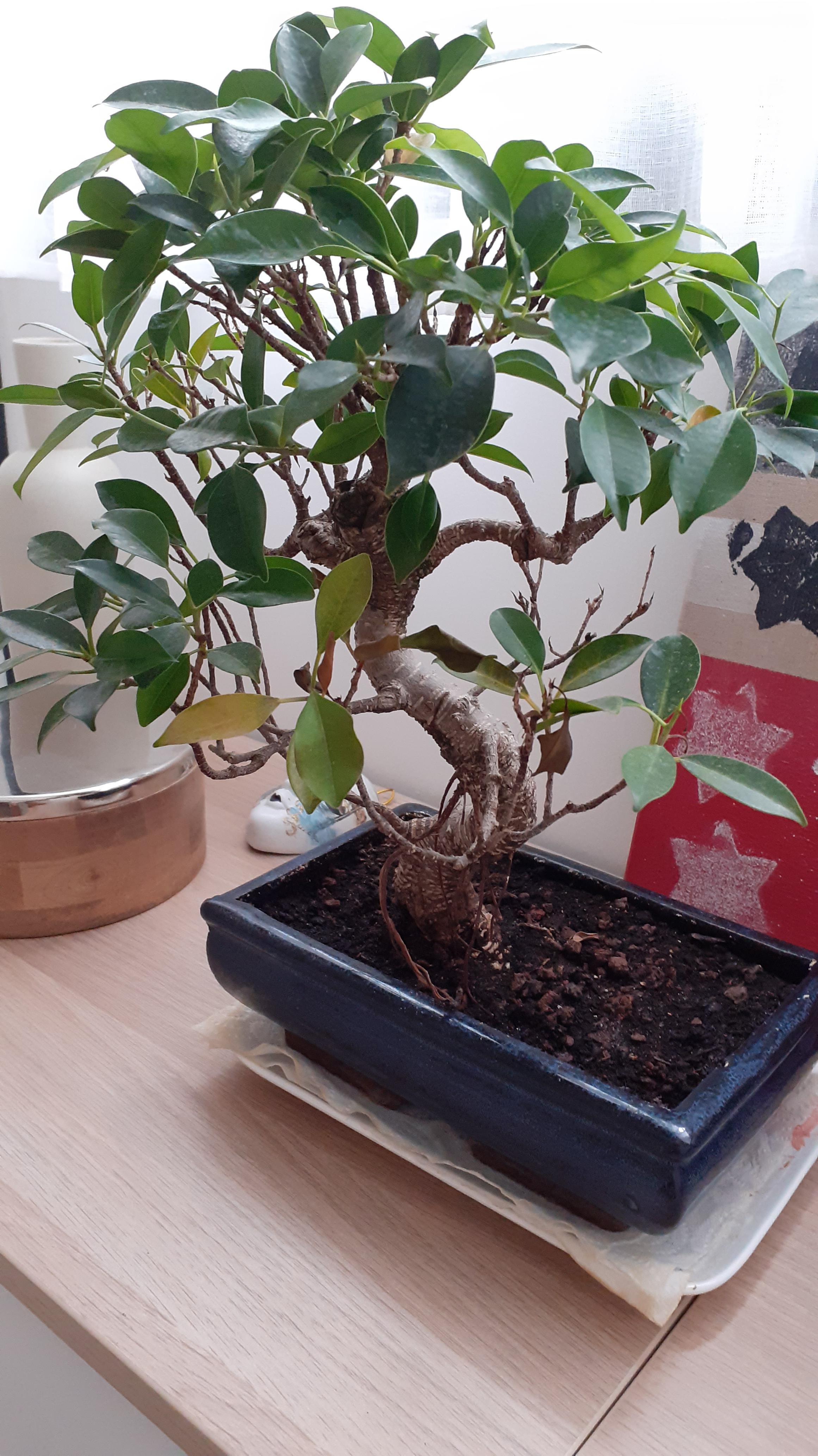 Ficus bonsai tree's leaves turning brown and falling off r/plantclinic