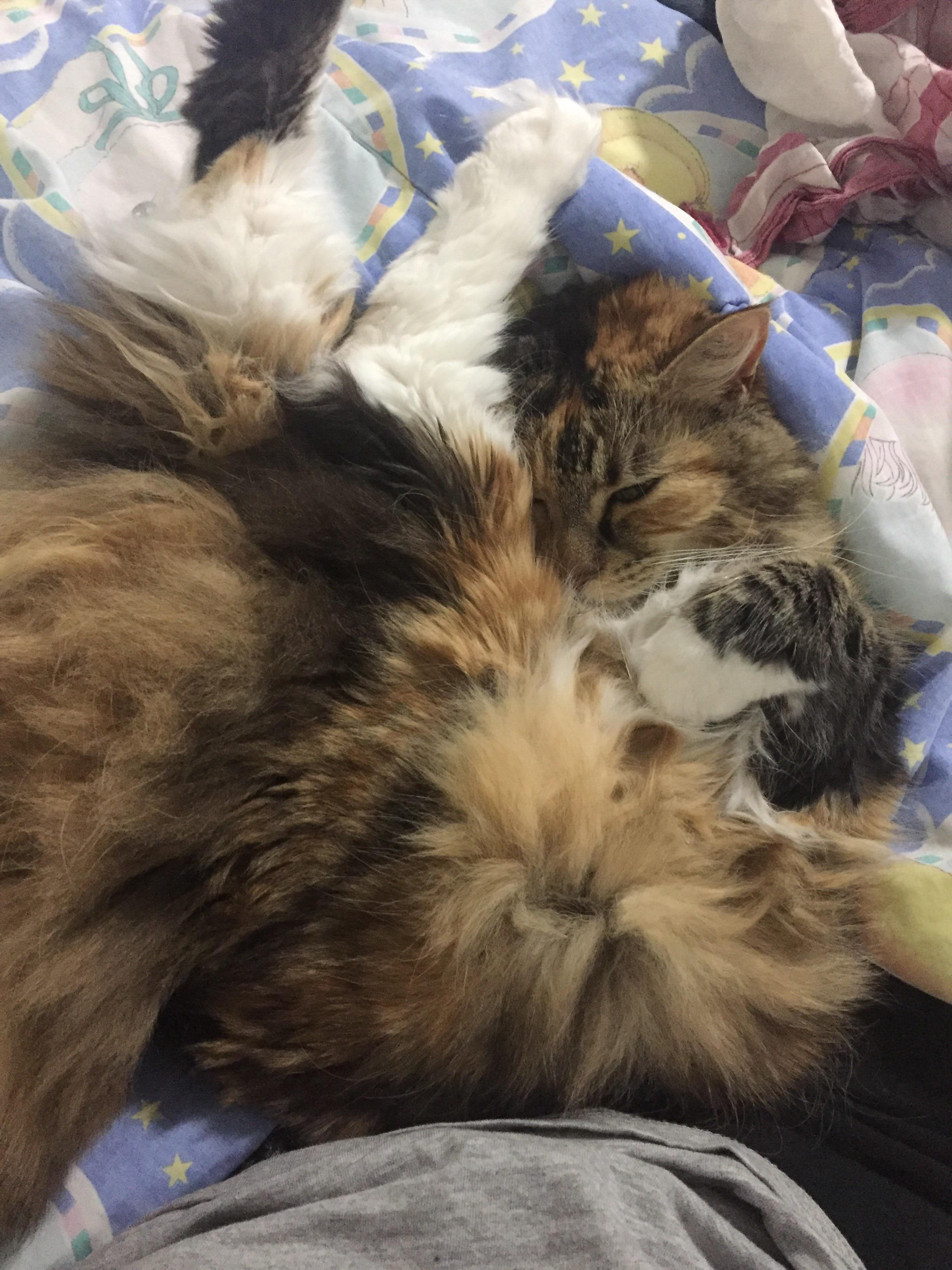 Why does my cat sleep like this? It looks so r/cats