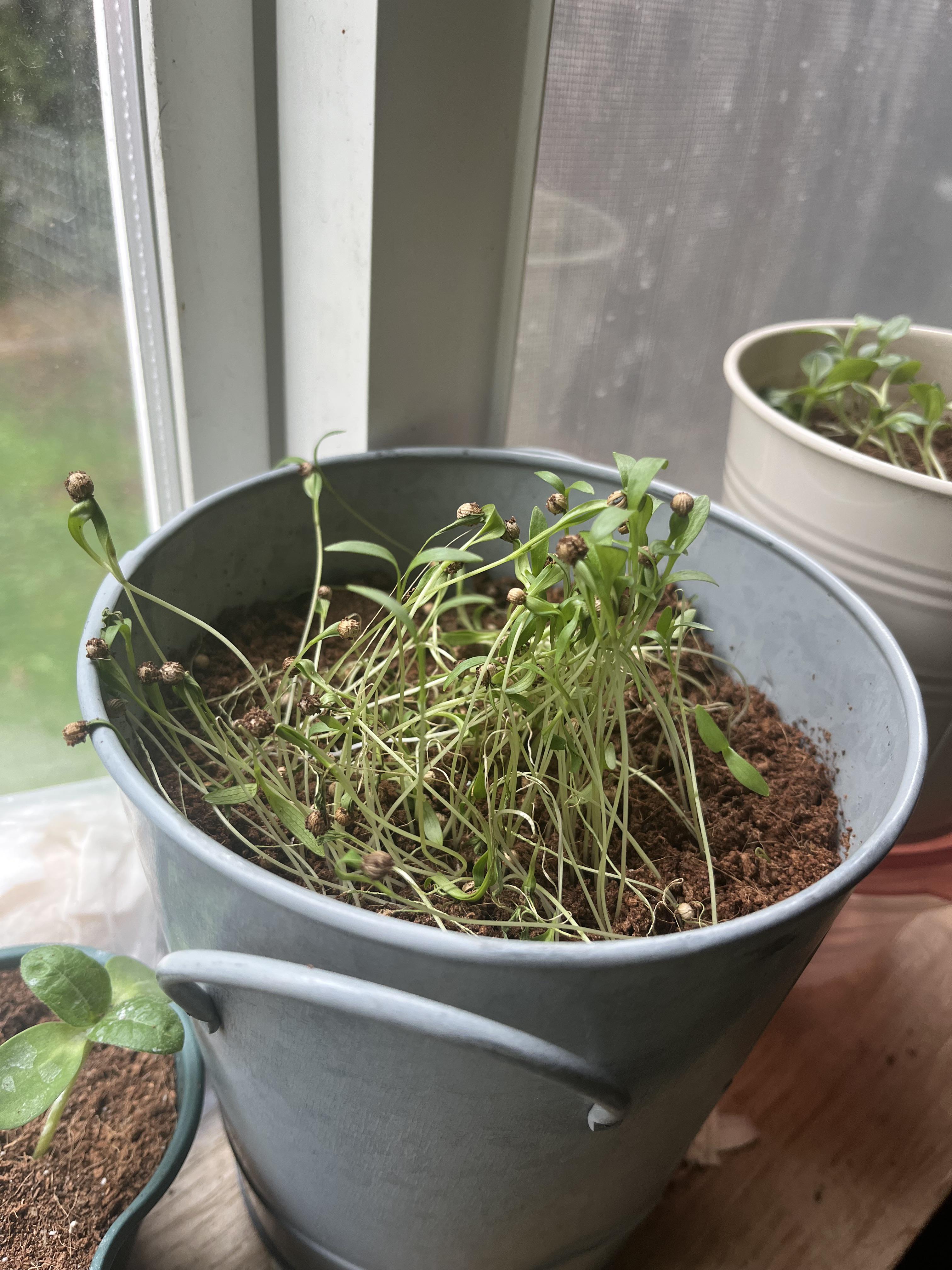 Why is my cilantro wilting? r/gardening
