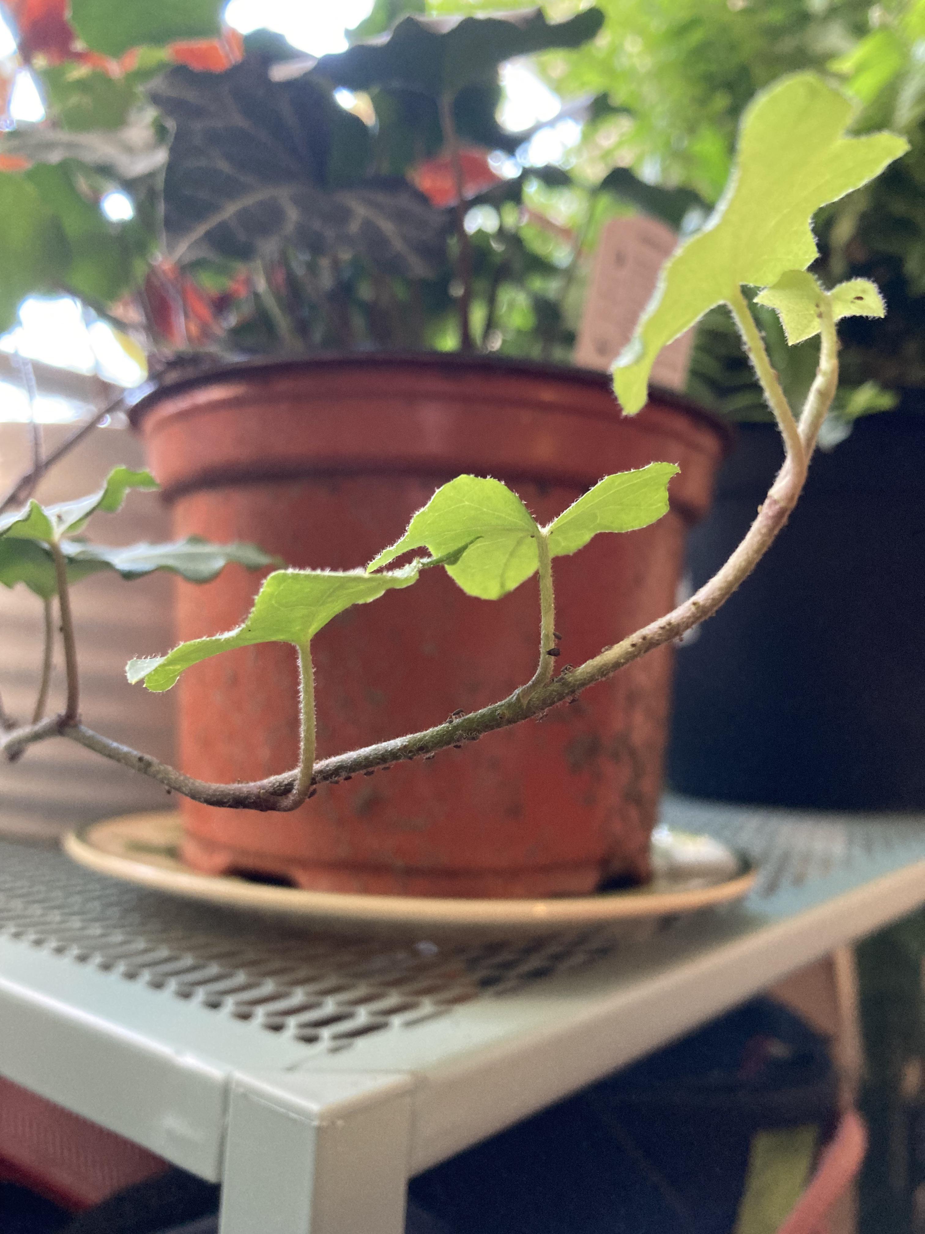 What are these bugs on my ivy plant? r/plantclinic