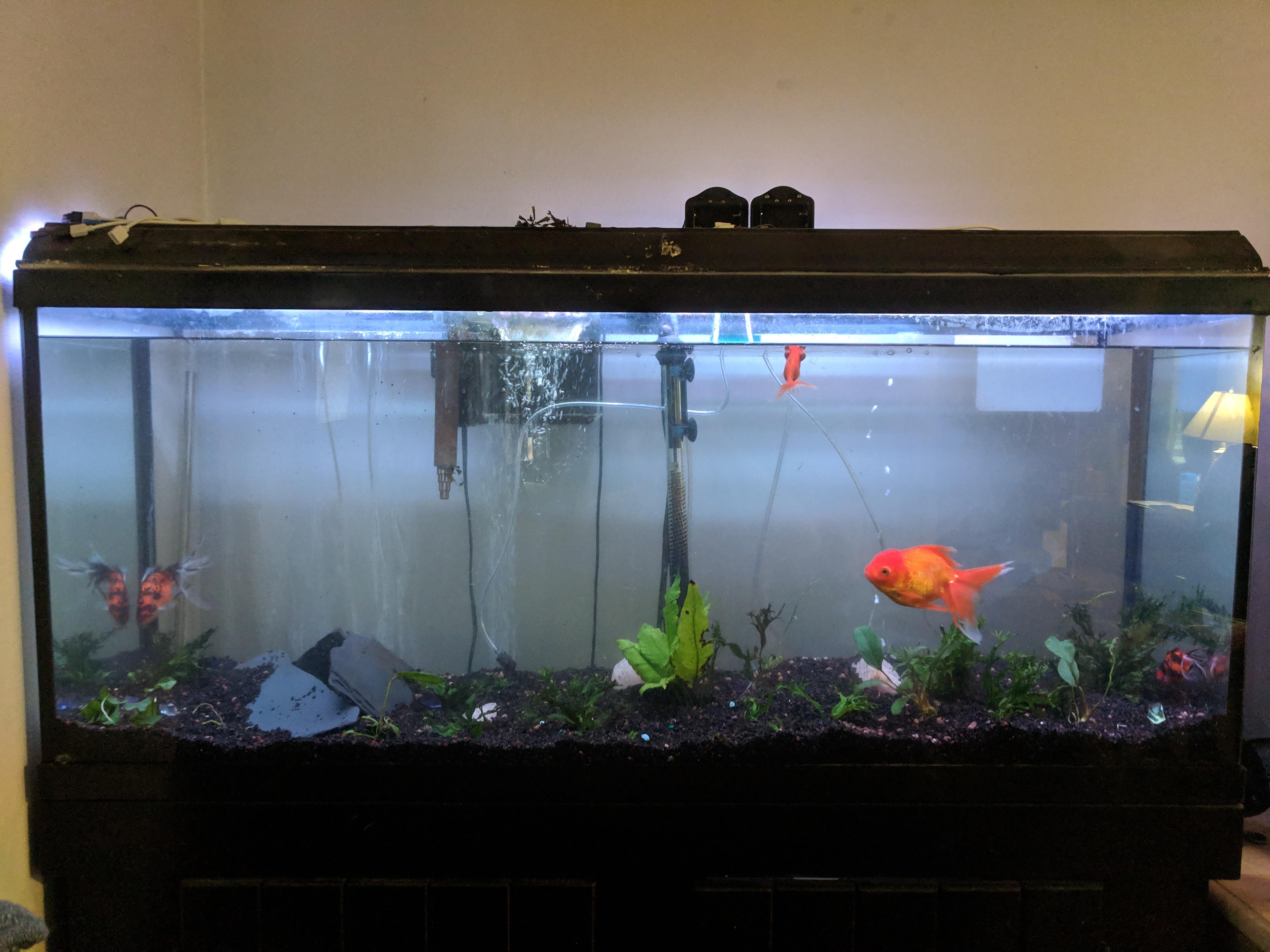 After discovering that goldfish love to eat most plants, I've been trying to replace my plants