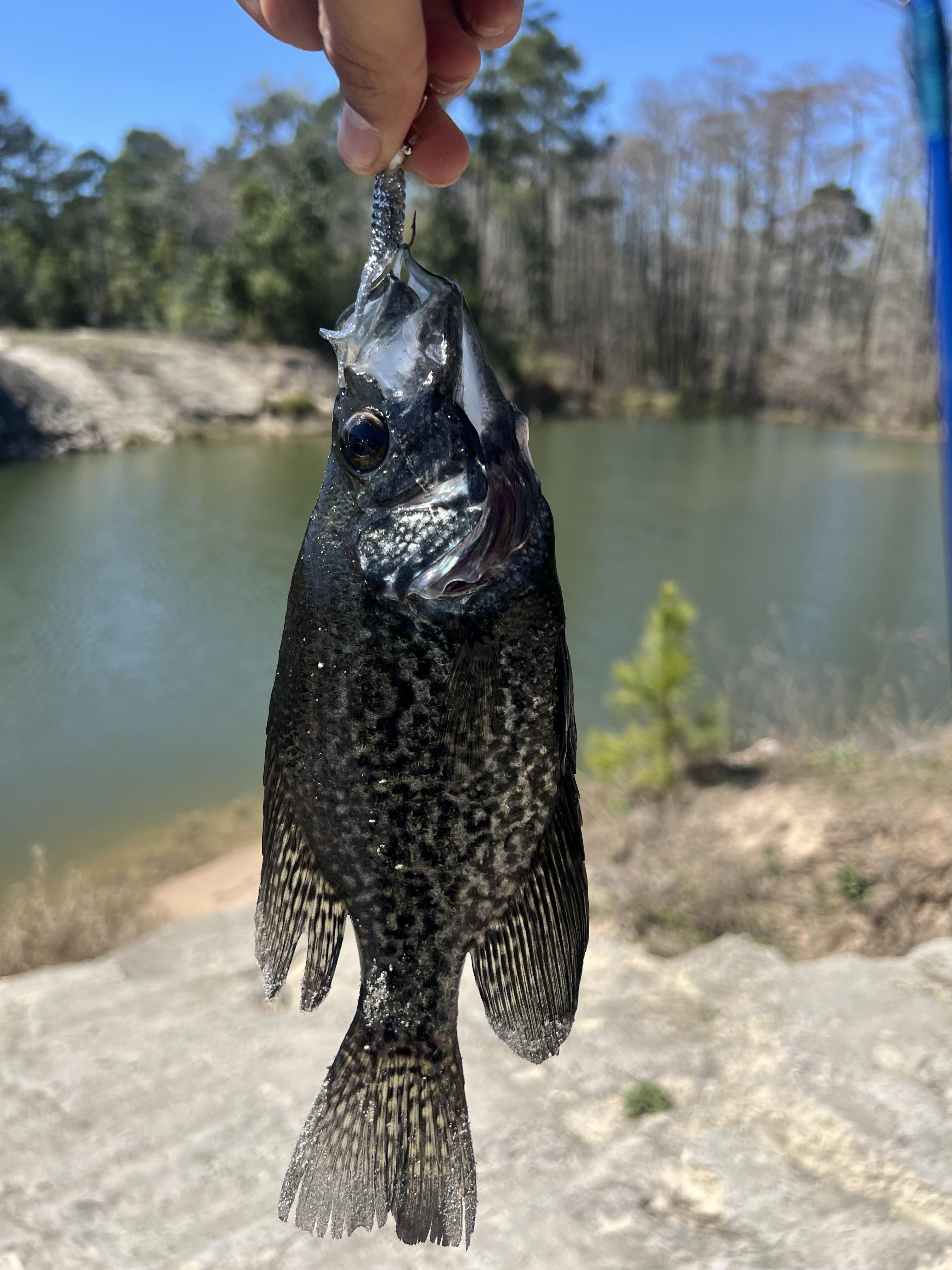 My brother caught this fish earlier today and we just can not figure