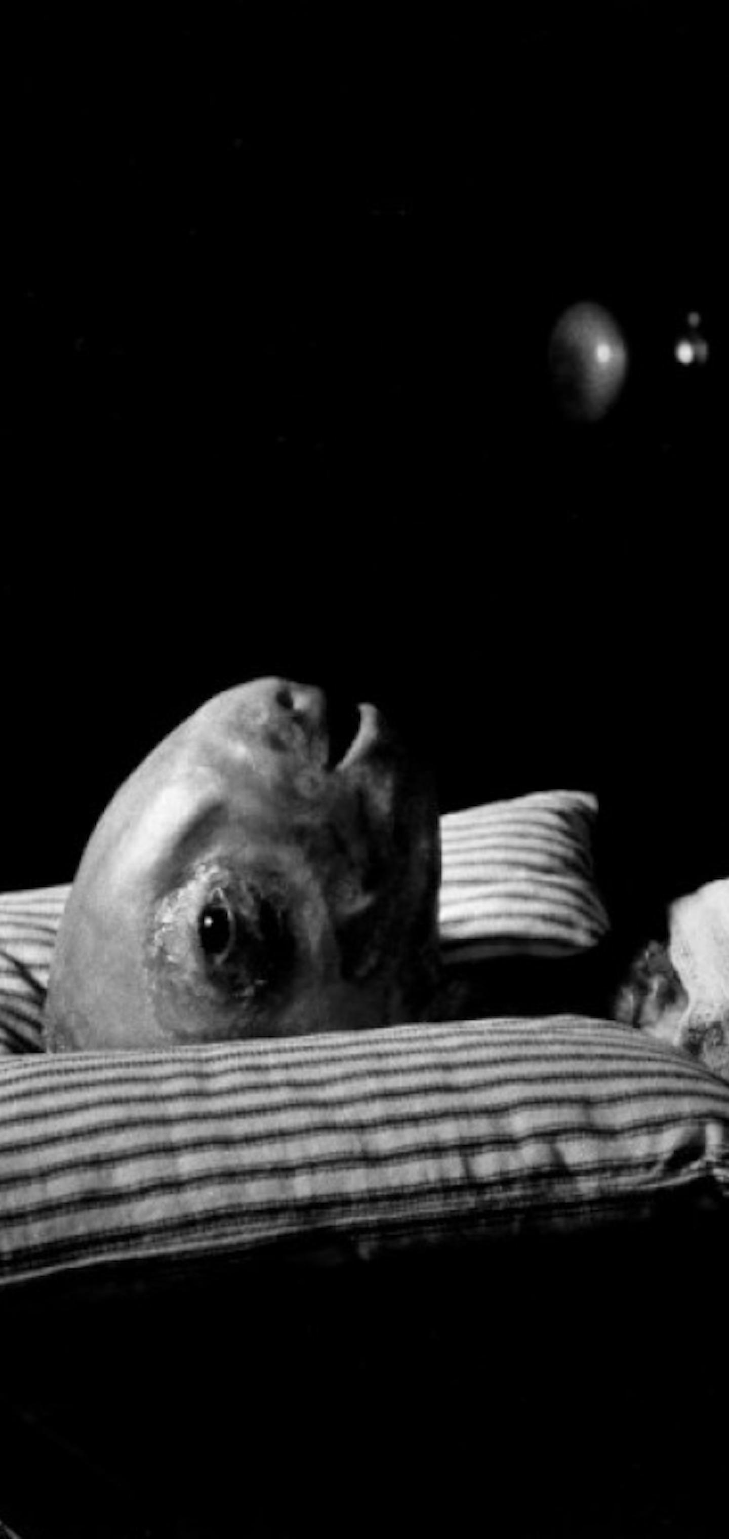 Eraserhead Baby (Happy Birthday David Lynch) r/Note10wallpapers